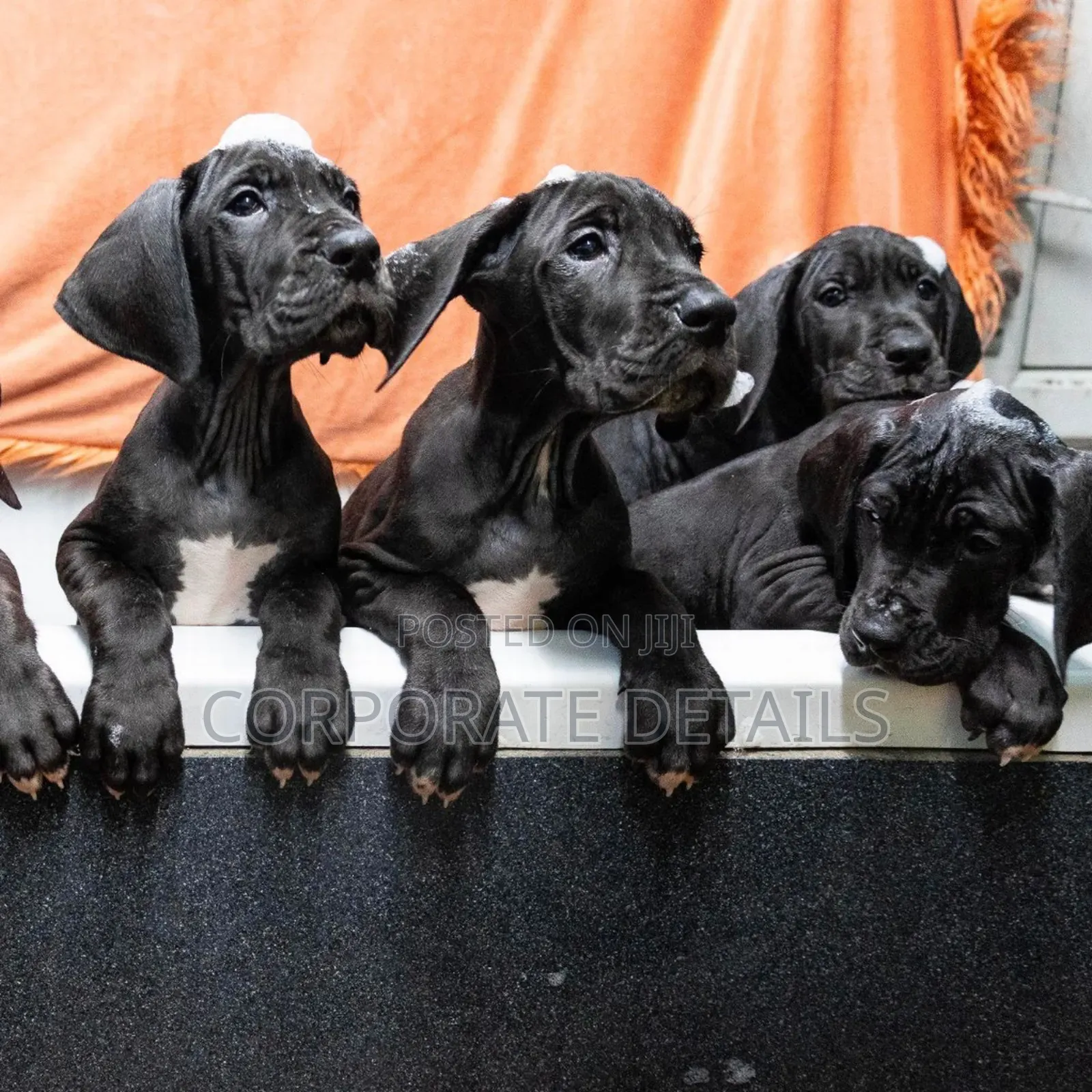 1-3 months Male Purebred Great Dane