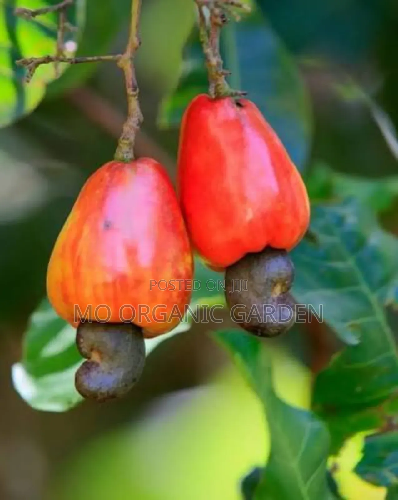 Cashew Plant Seedling