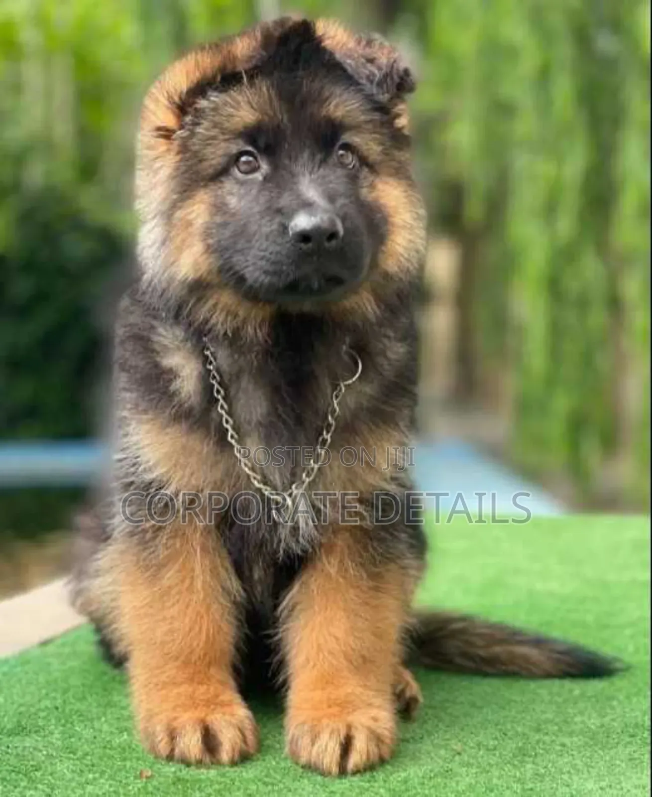 6-12 months Female Purebred German Shepherd