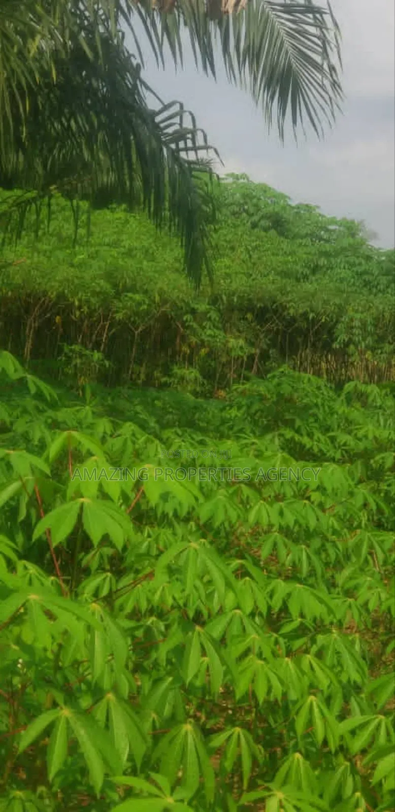 1000acres Of Land For Sale At Dawenya Central University