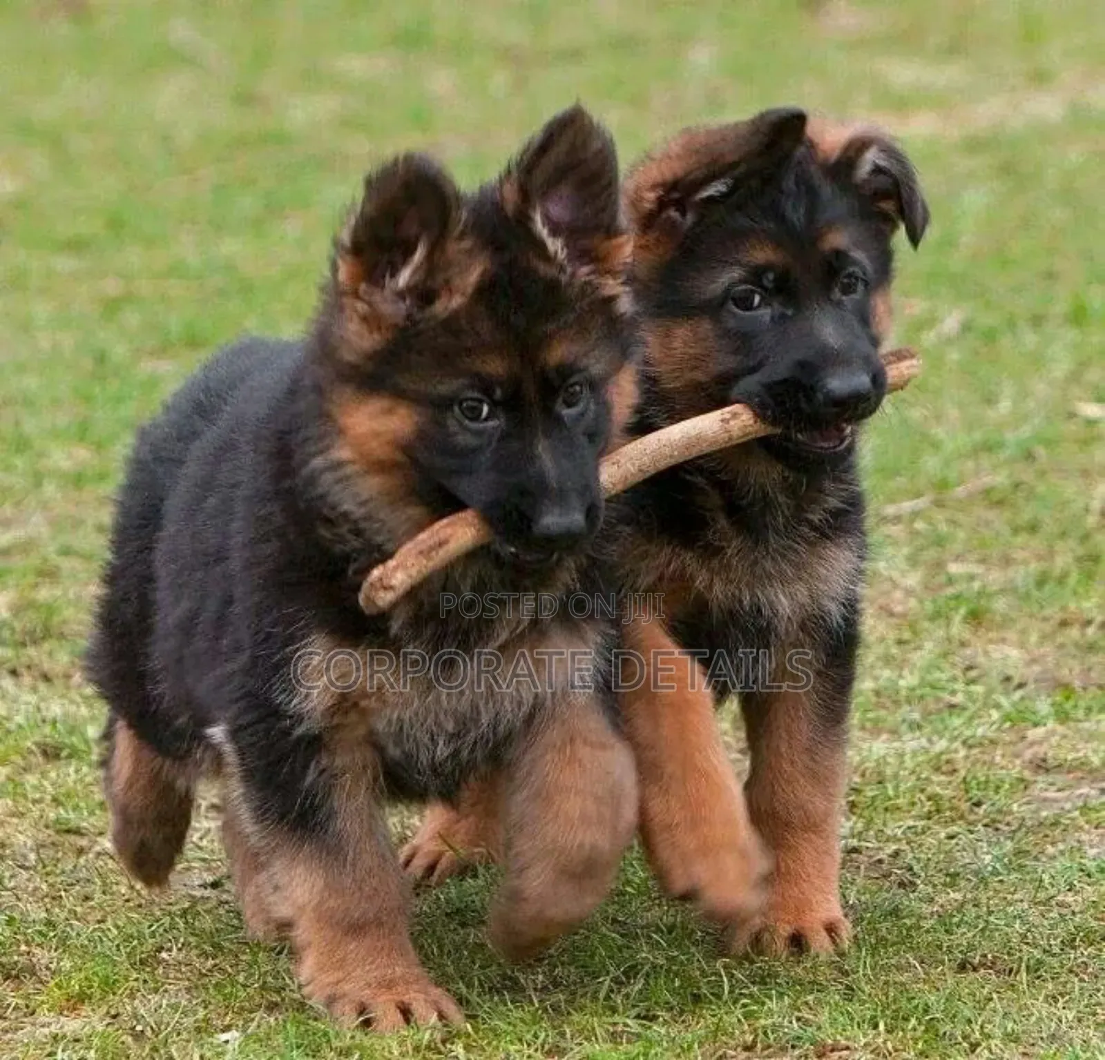1-3 months Male Purebred German Shepherd