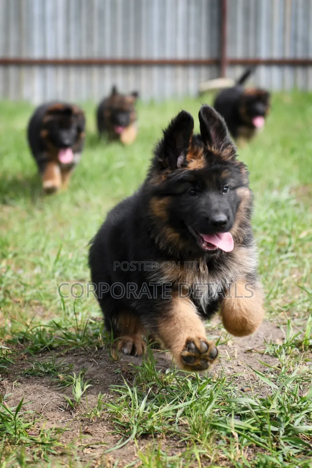 1-3 months Male Purebred German Shepherd