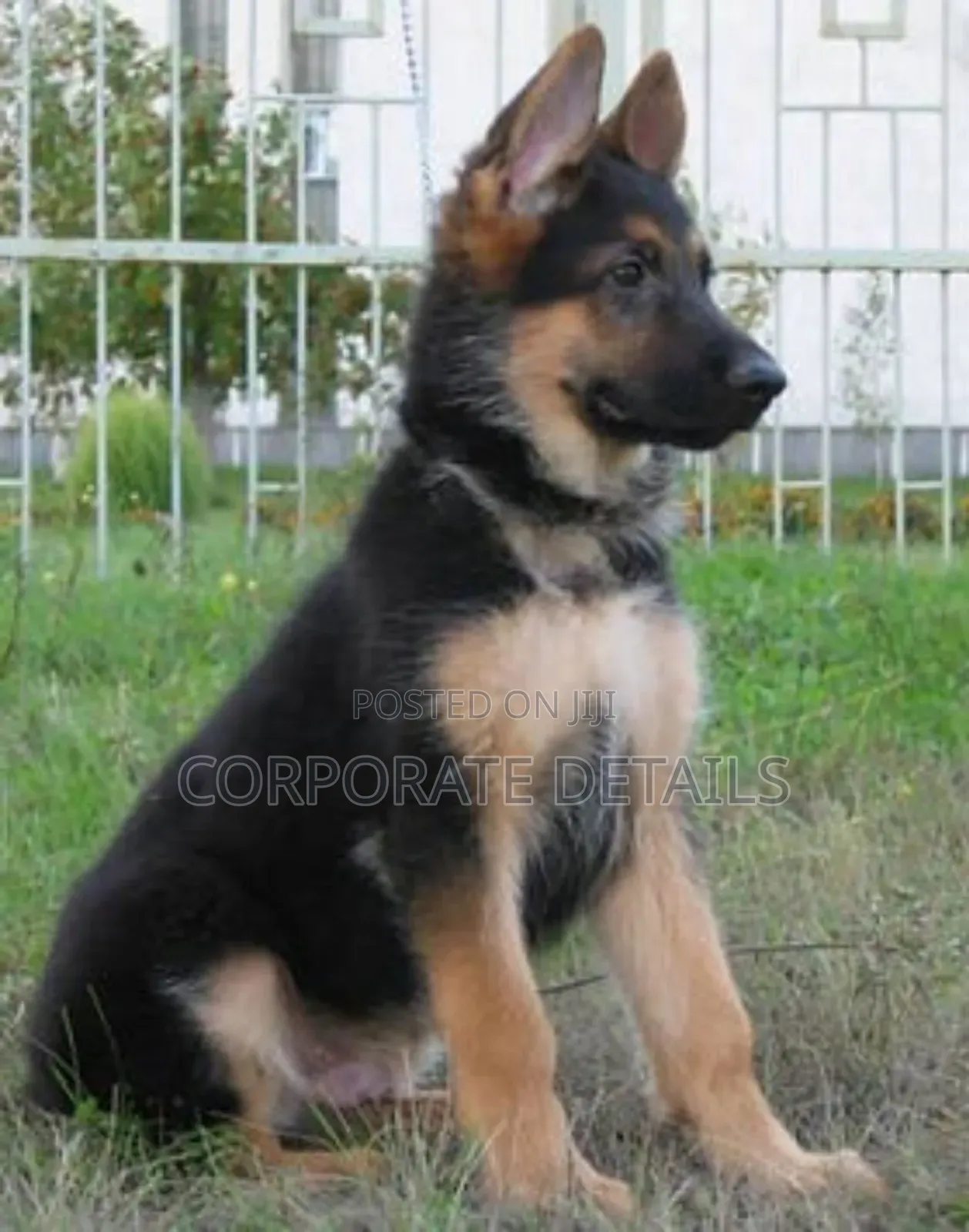 1-3 months Male Purebred German Shepherd