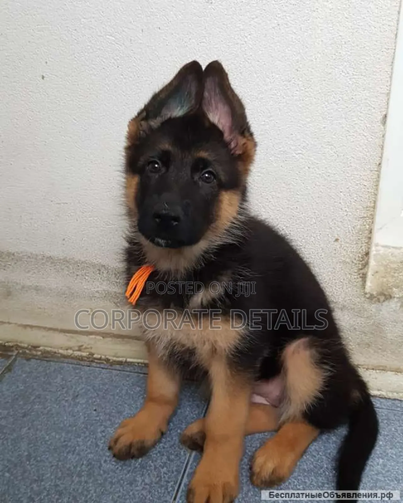 1-3 months Male Purebred German Shepherd