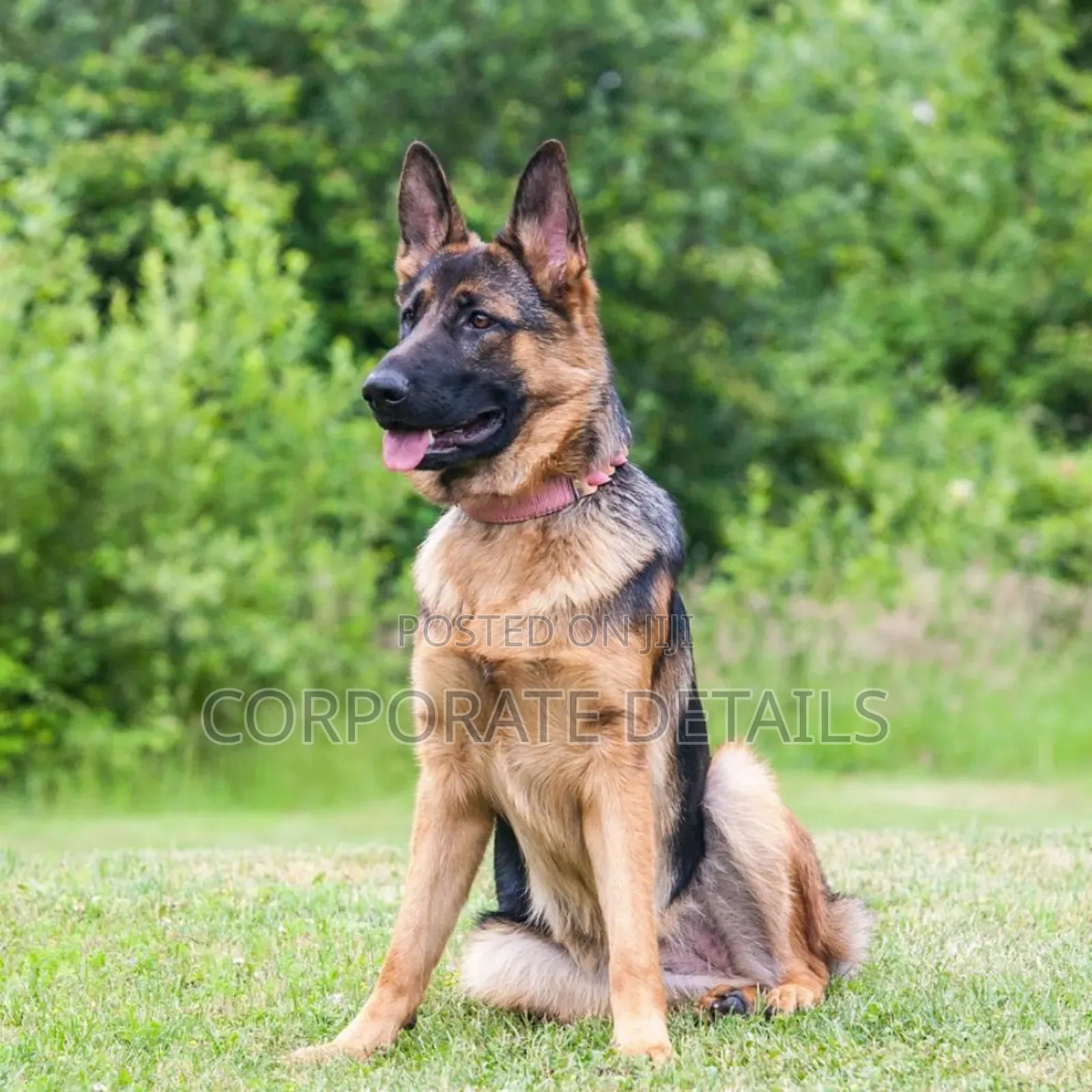 1+ year Male Purebred German Shepherd