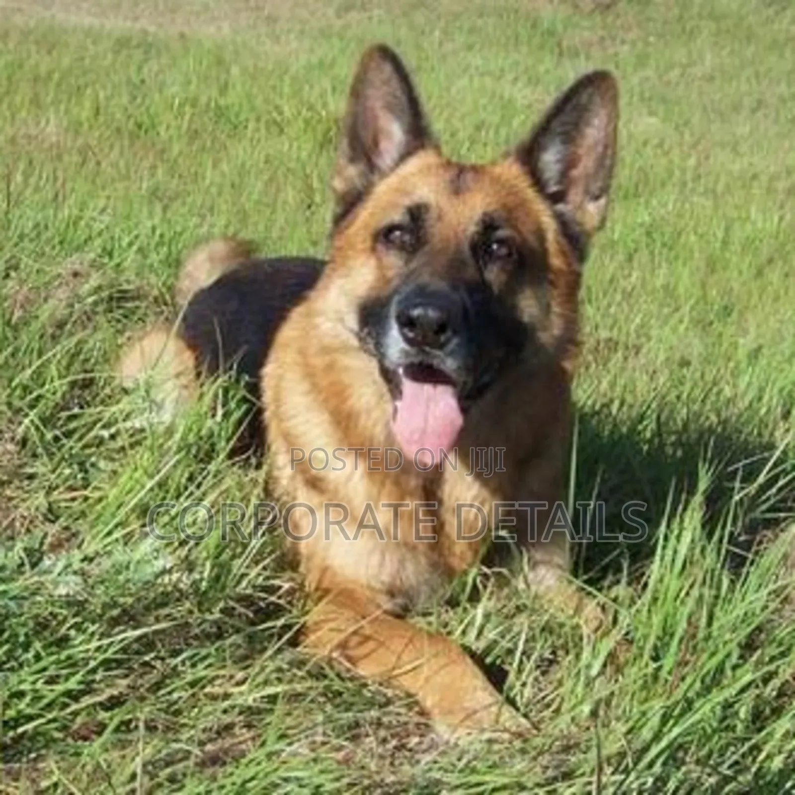 1+ year Male Purebred German Shepherd