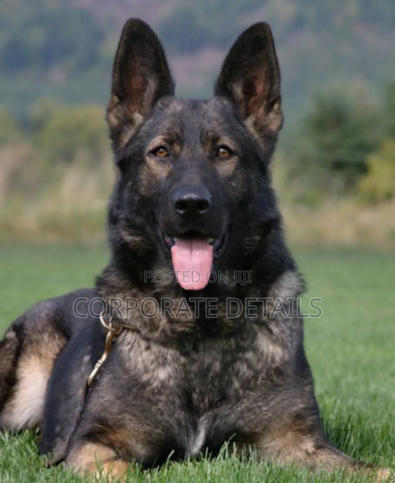 1+ year Male Purebred German Shepherd