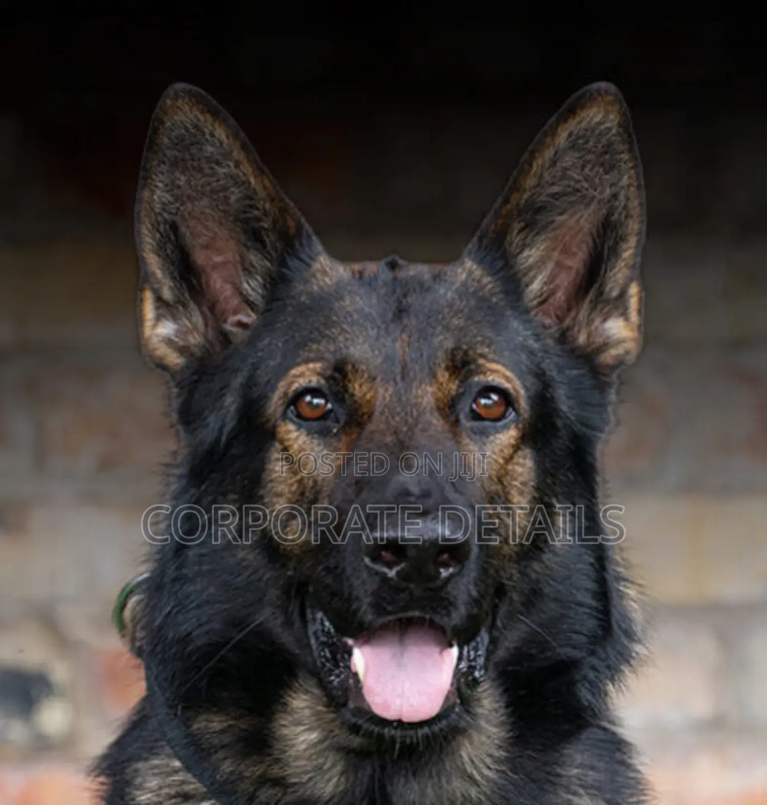 1+ year Male Purebred German Shepherd