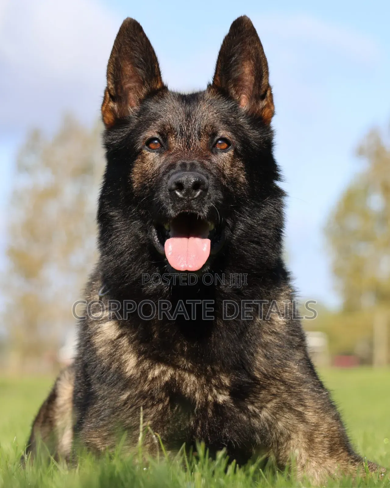 1+ year Male Purebred German Shepherd