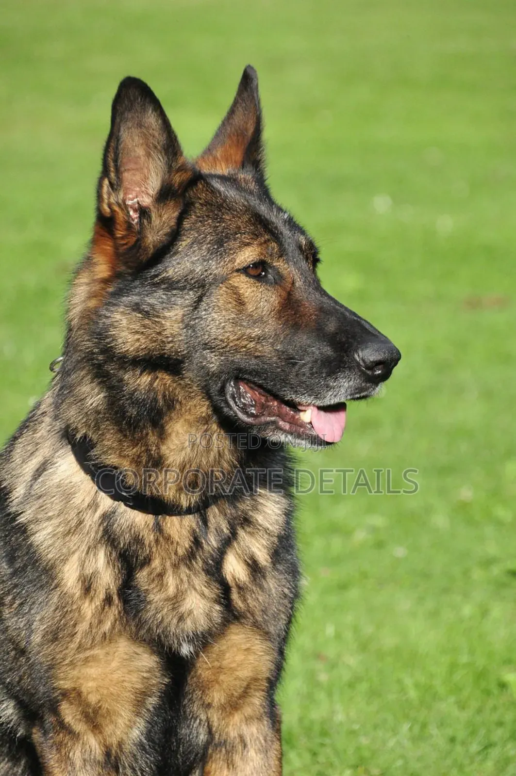 1+ year Male Purebred German Shepherd