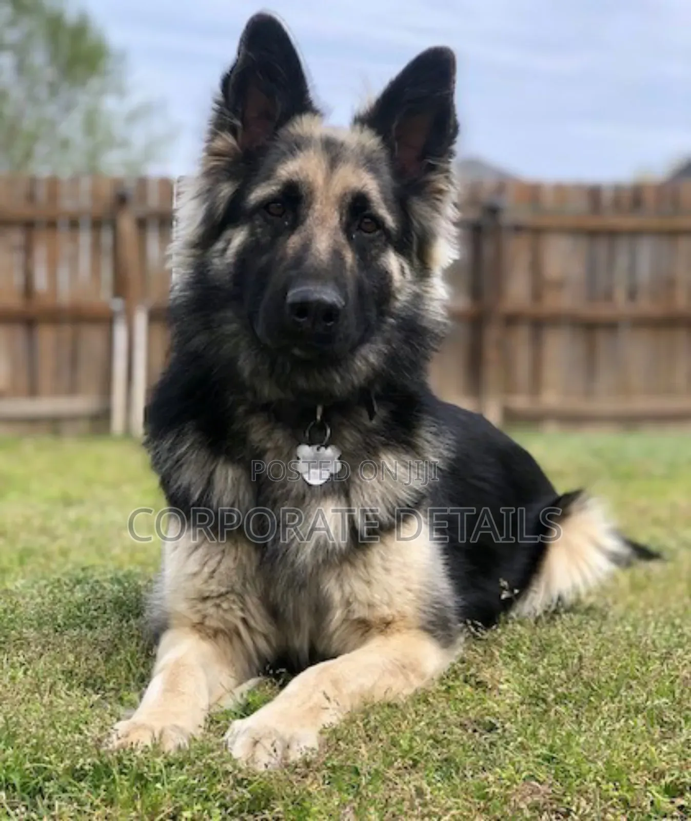 1-3 months Male Purebred German Shepherd