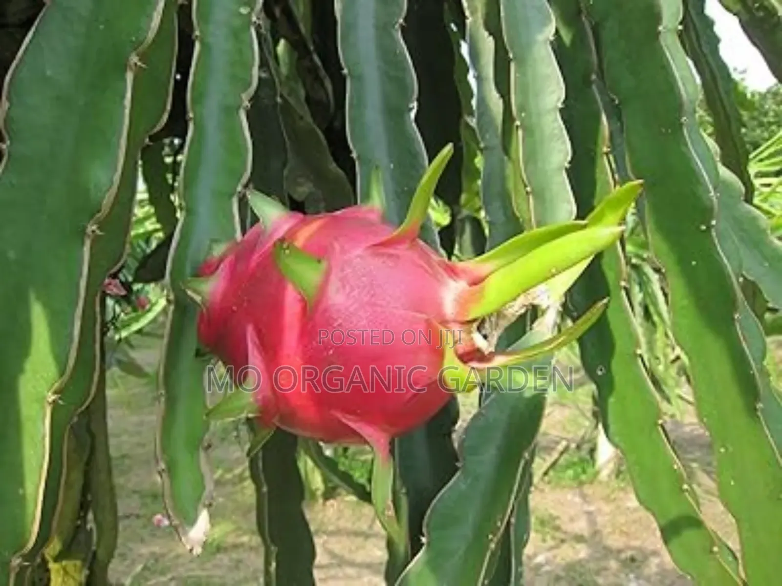 White Dragon Fruit Cuttings/Seedling