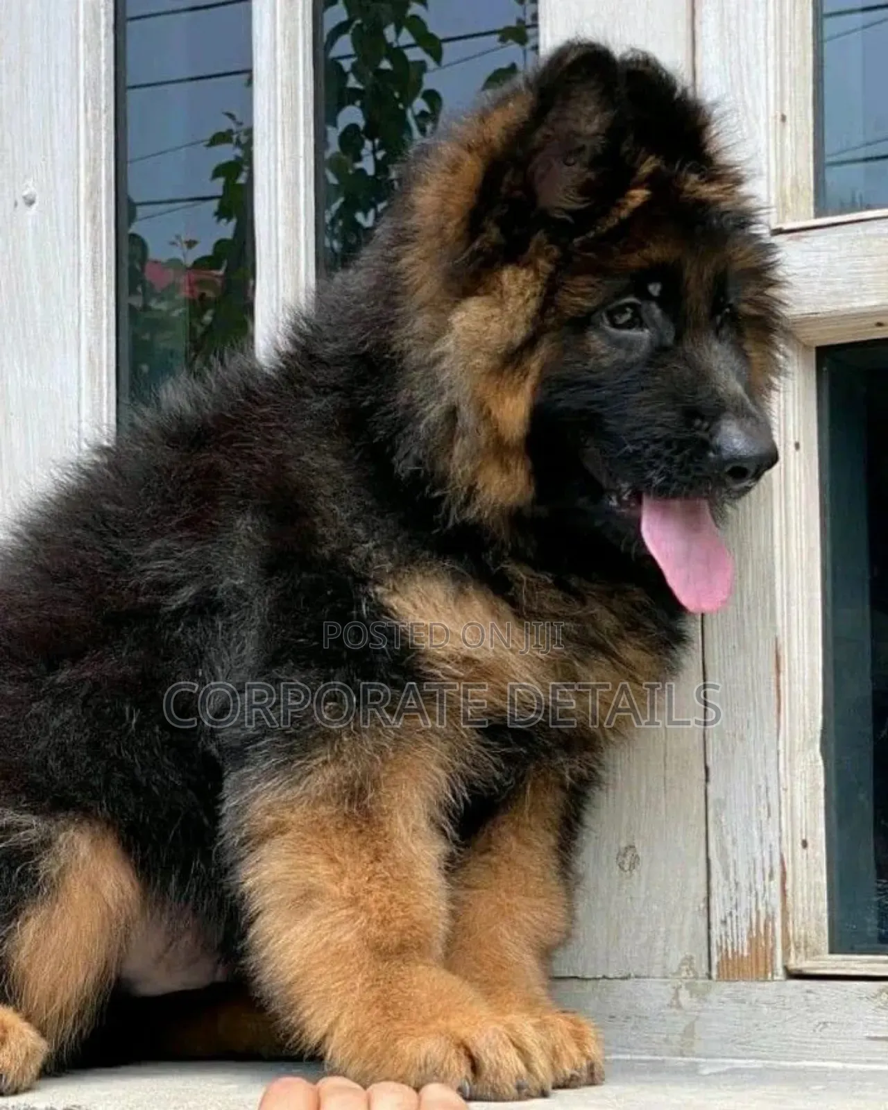 1-3 months Male Purebred German Shepherd