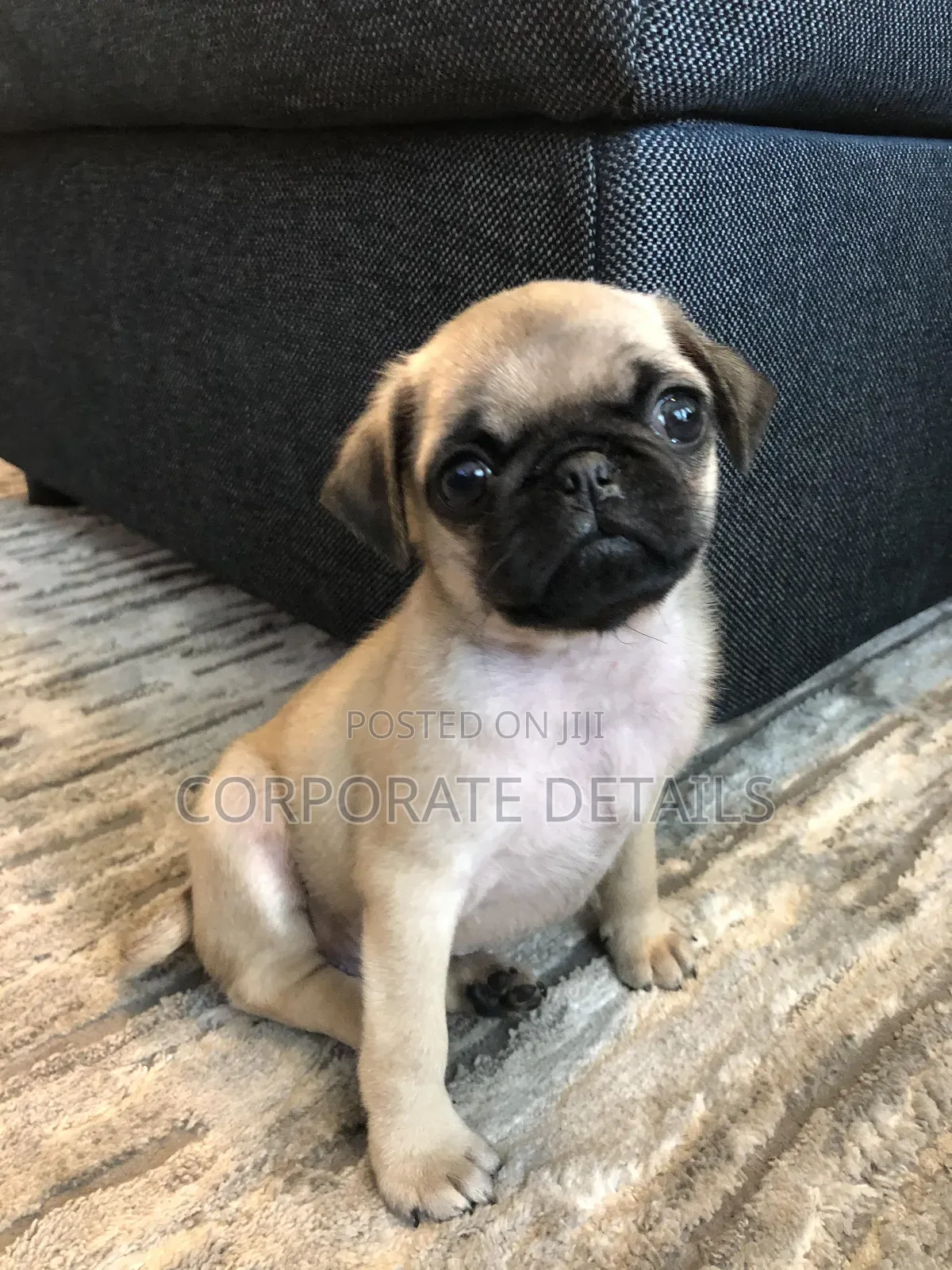 1-3 months Female Purebred Pug