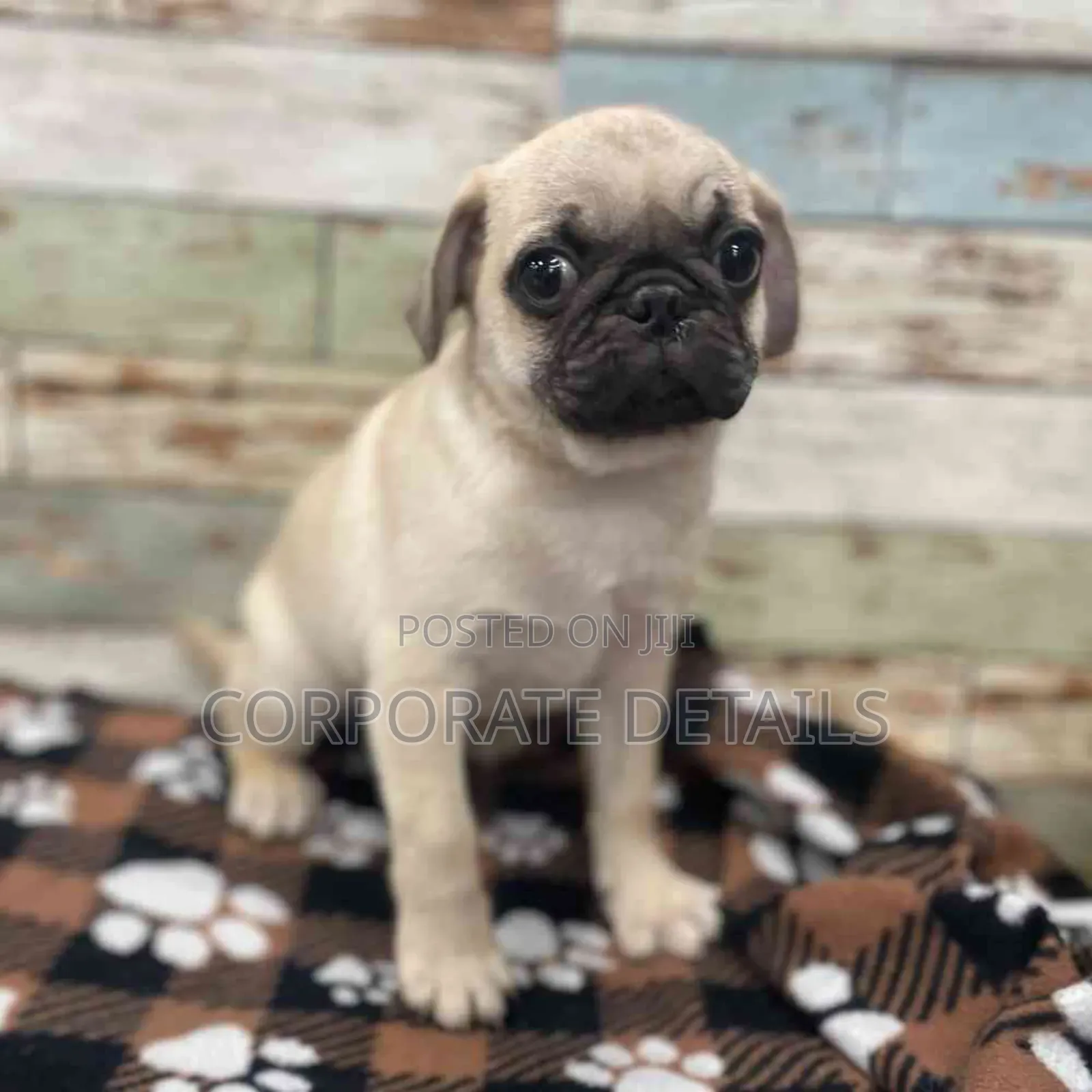 1-3 months Female Purebred Pug