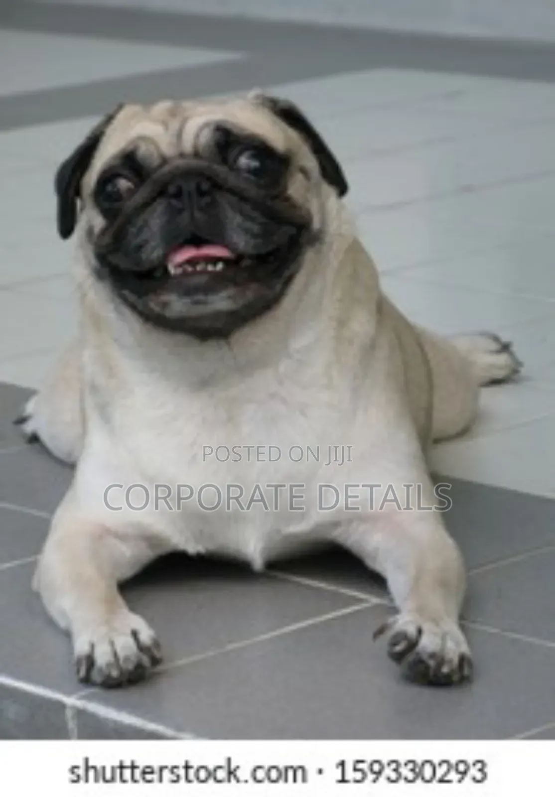 3-6 months Male Purebred Pug