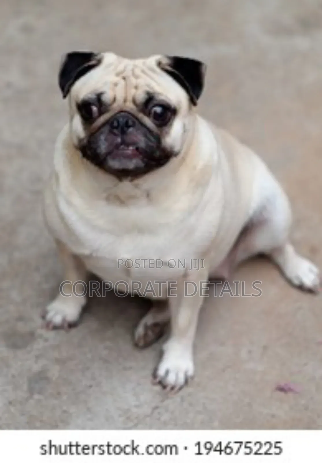 3-6 months Male Purebred Pug
