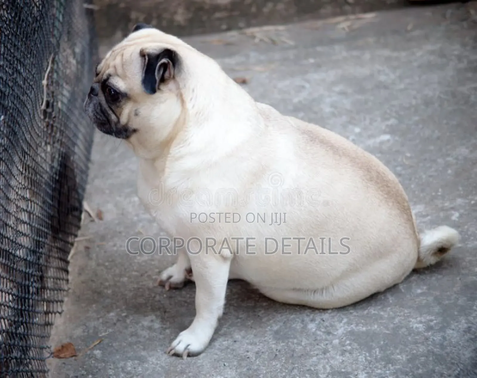 3-6 months Male Purebred Pug