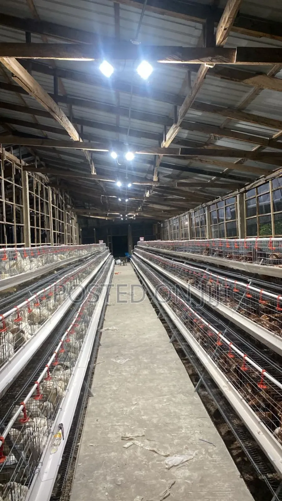 Chicken Cage System
