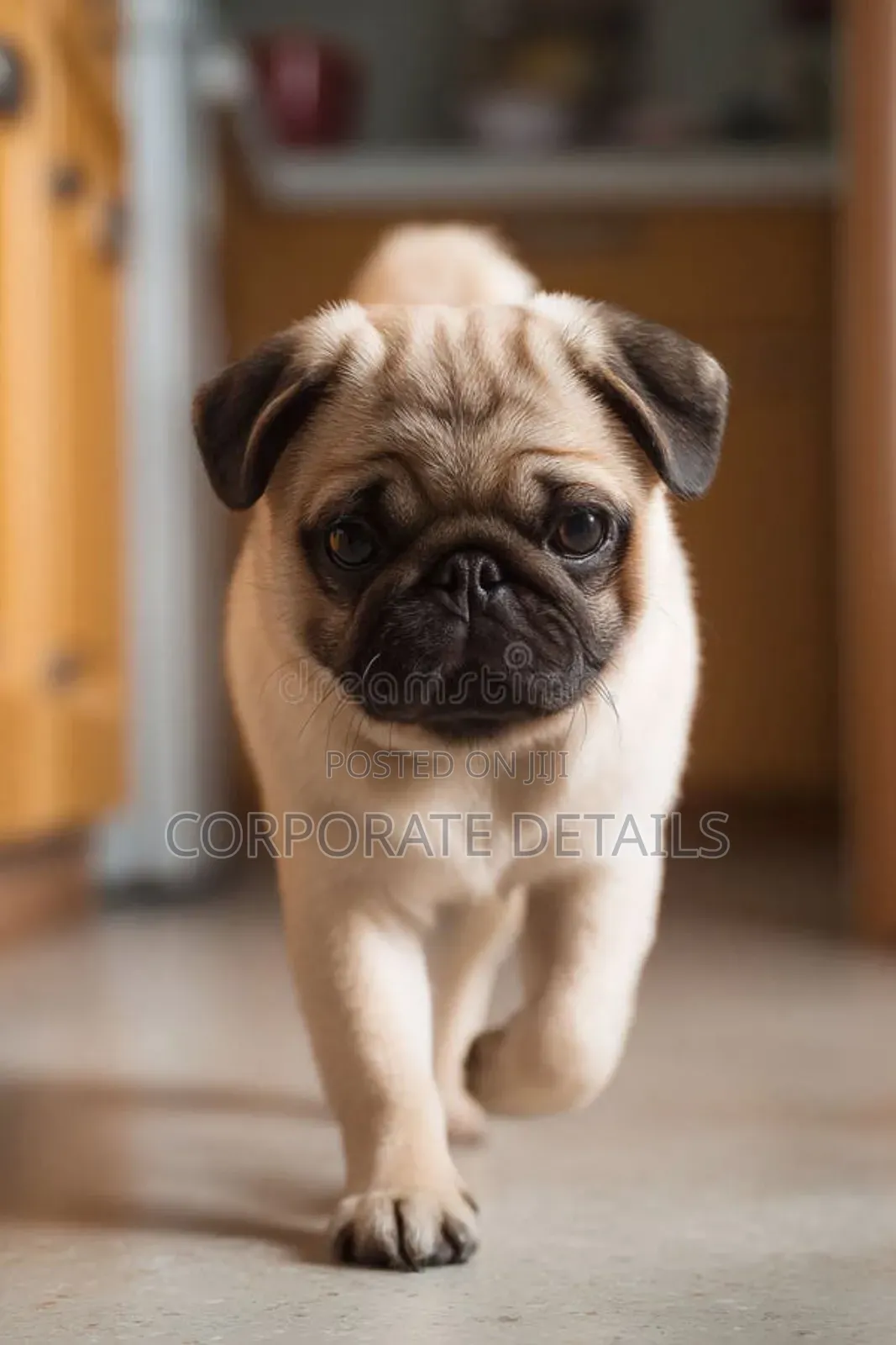 1-3 months Female Purebred Pug