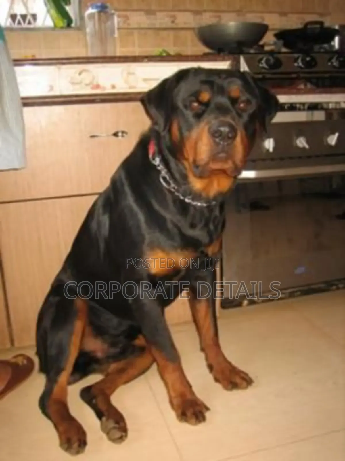 1+ year Male Purebred Rottweiler
