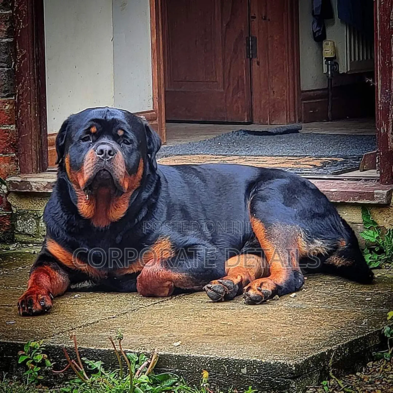 1+ year Male Purebred Rottweiler