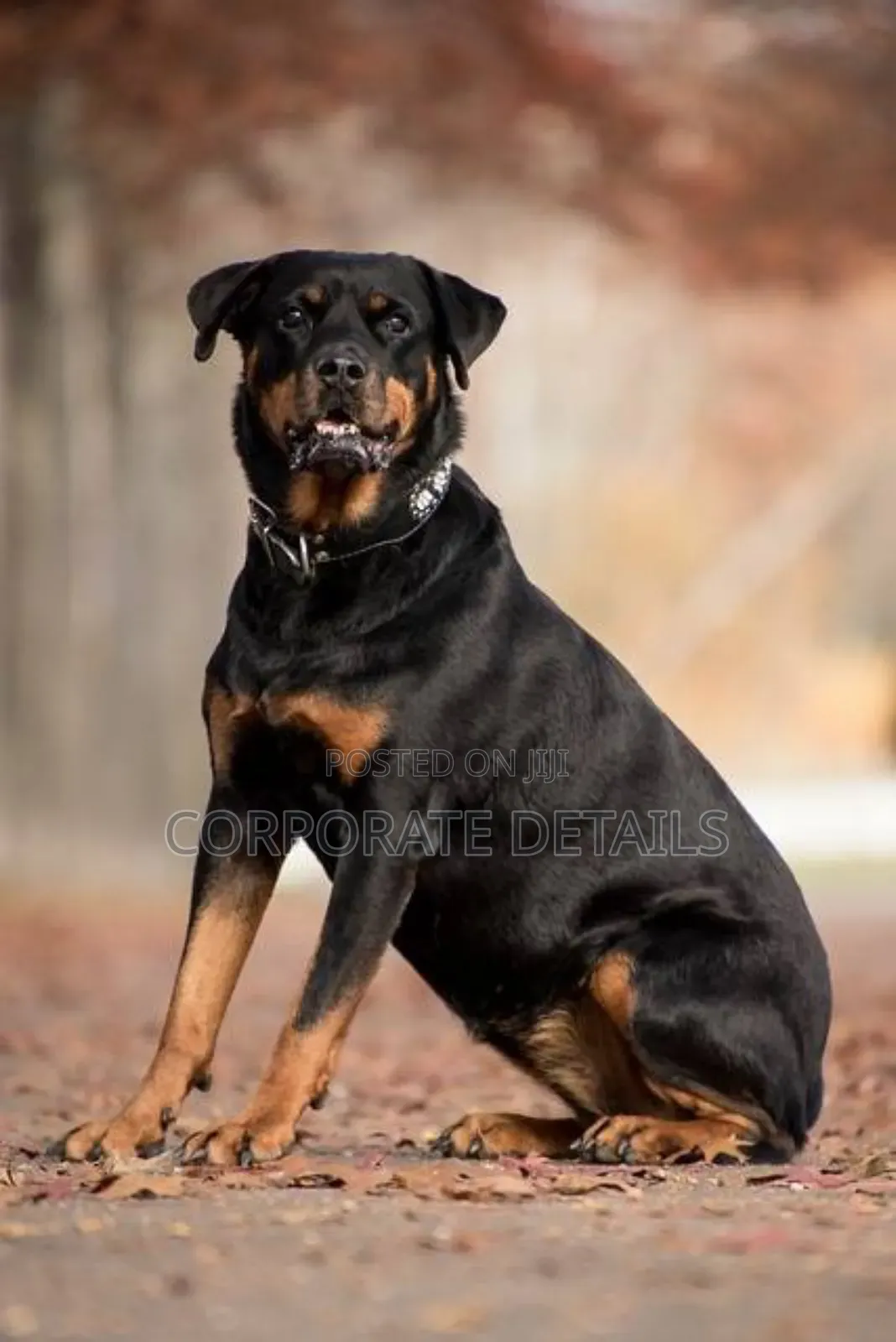 1+ year Male Purebred Rottweiler