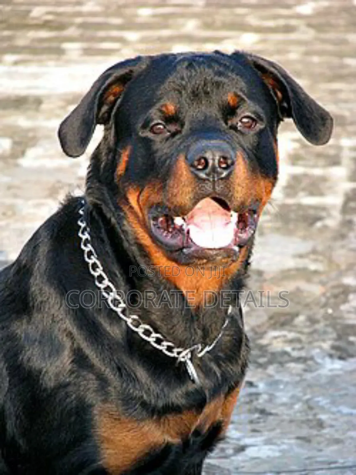 1+ year Male Purebred Rottweiler