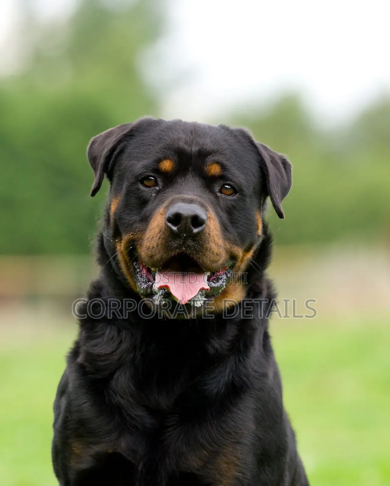 1+ year Male Purebred Rottweiler