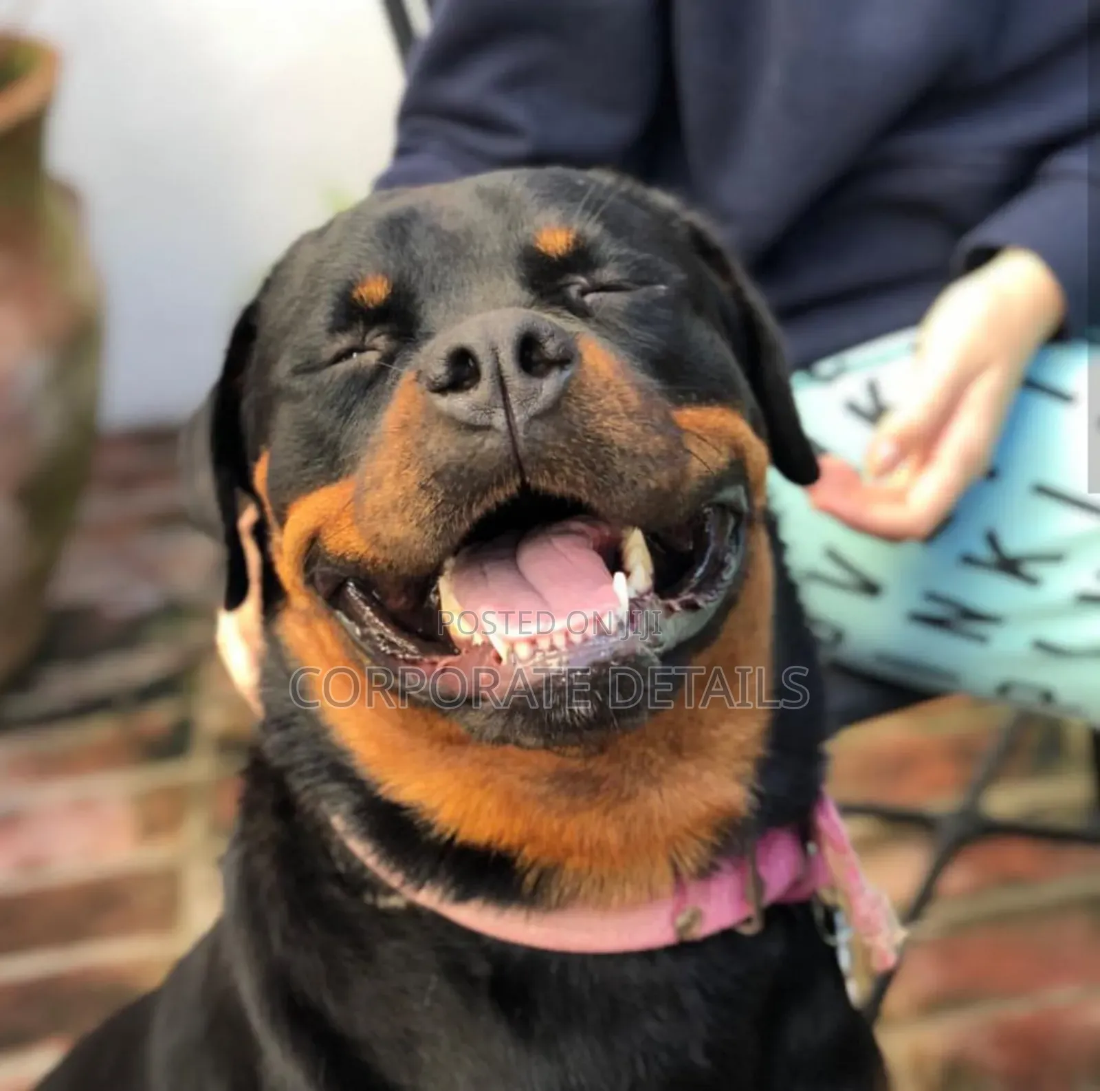 1+ year Male Purebred Rottweiler