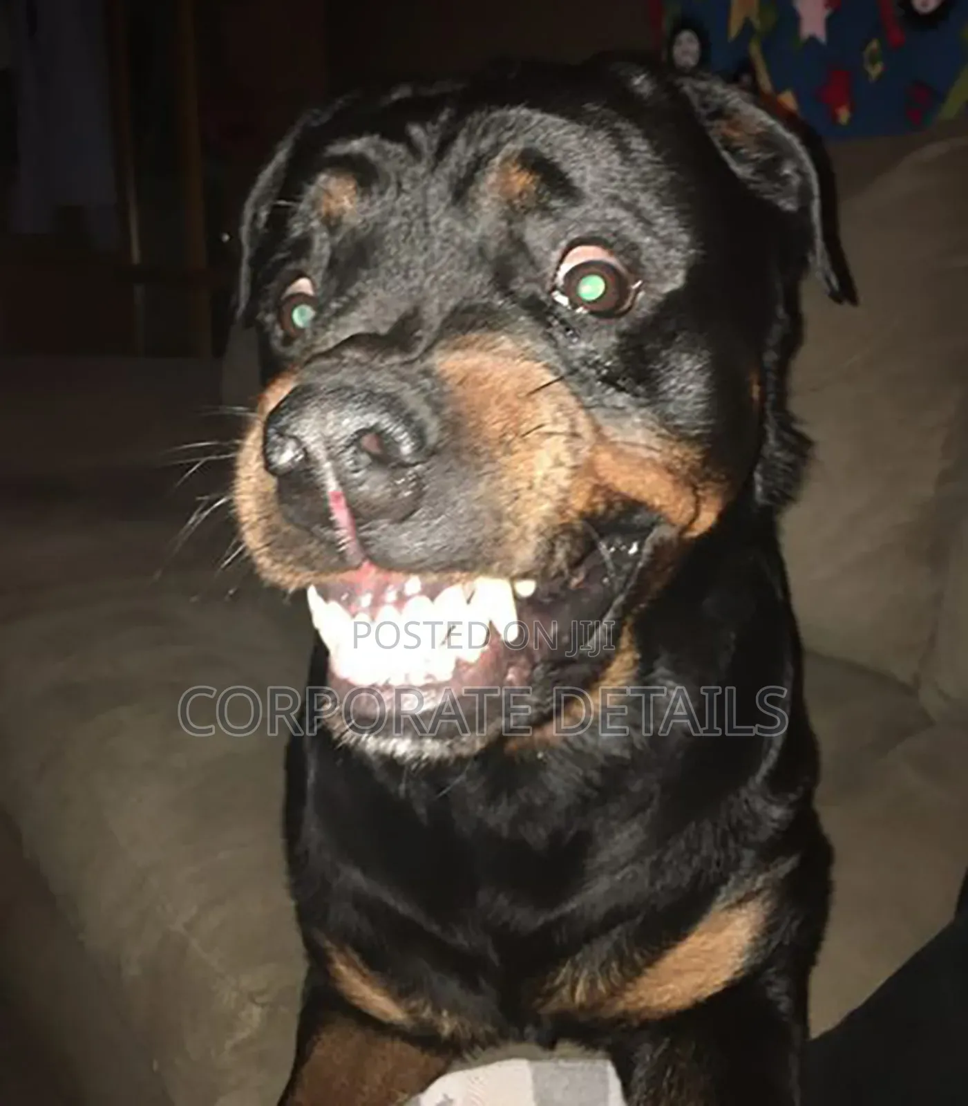 1+ year Male Purebred Rottweiler
