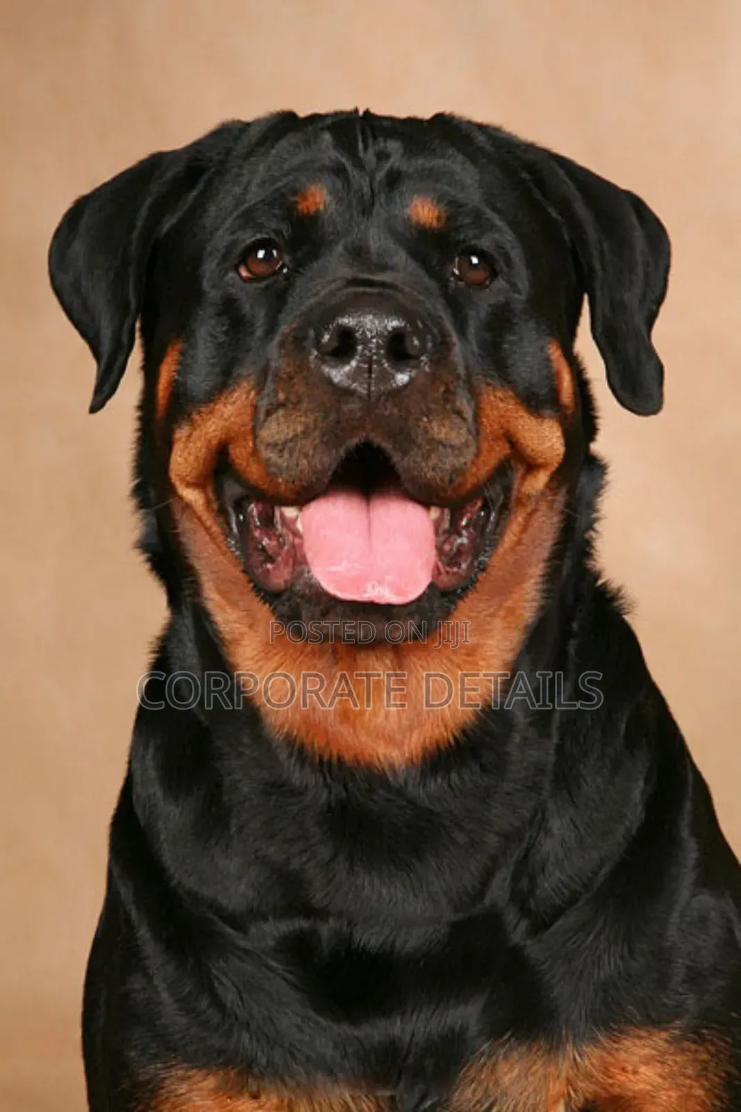 1+ year Male Purebred Rottweiler