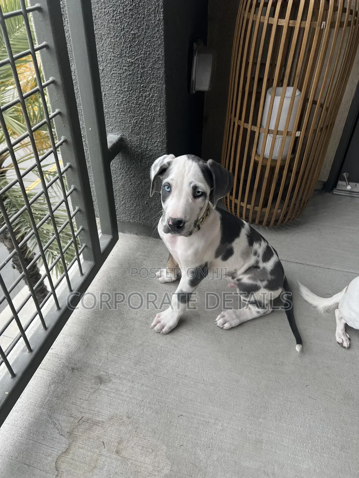 1-3 months Male Purebred Great Dane