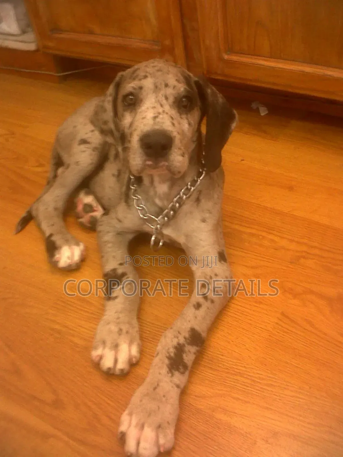 1-3 months Male Purebred Great Dane