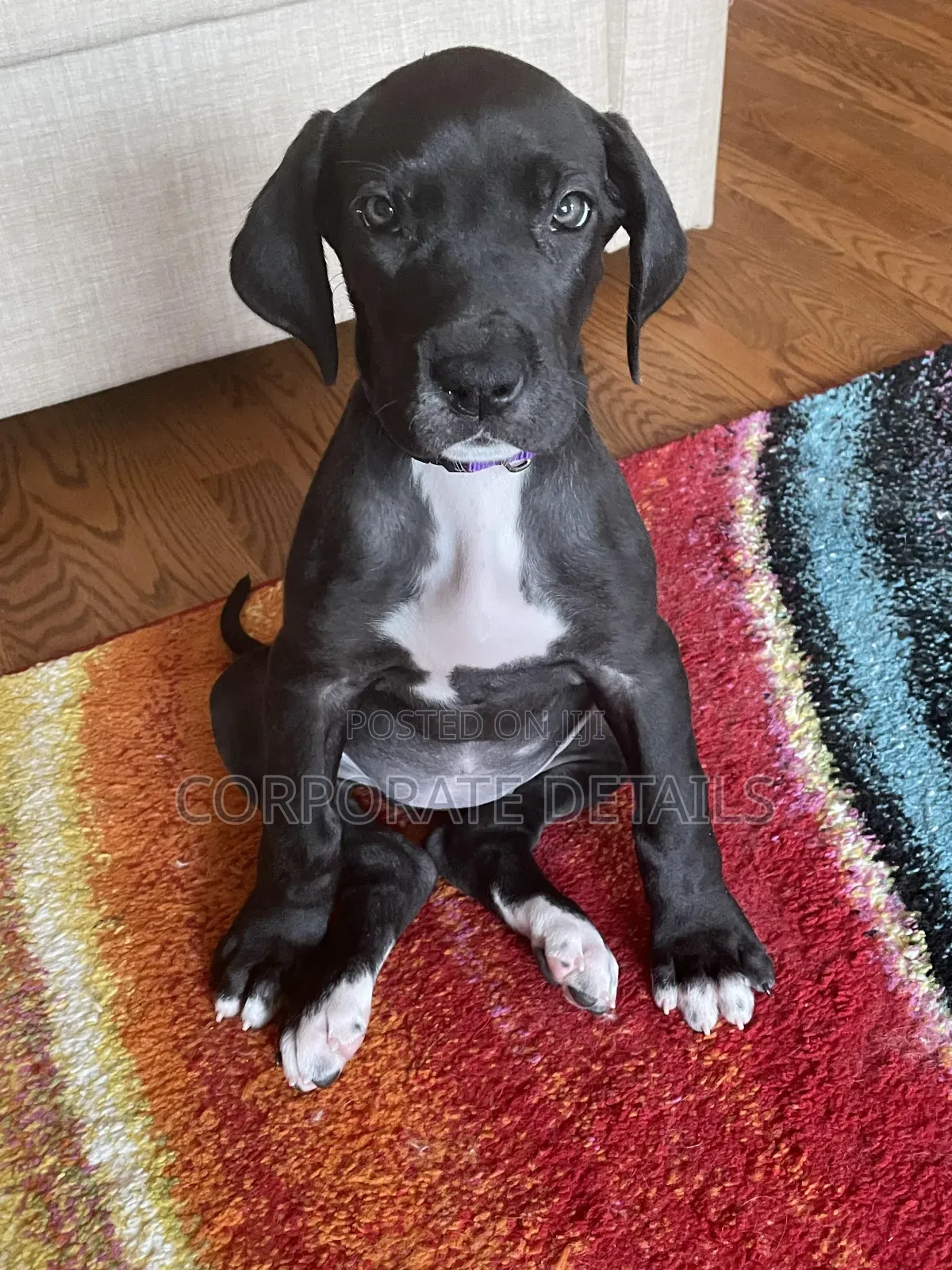1-3 months Male Purebred Great Dane