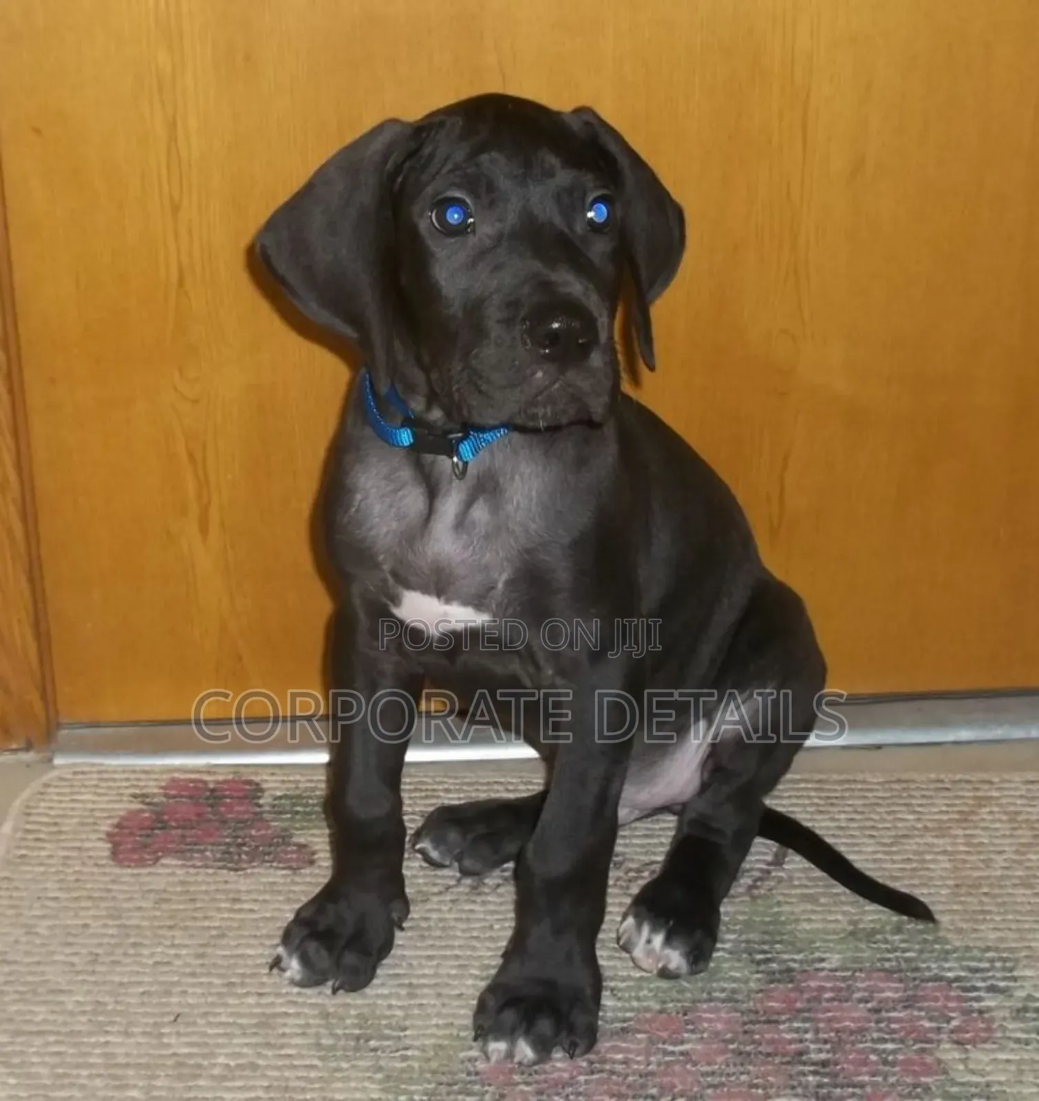 1-3 months Male Purebred Great Dane