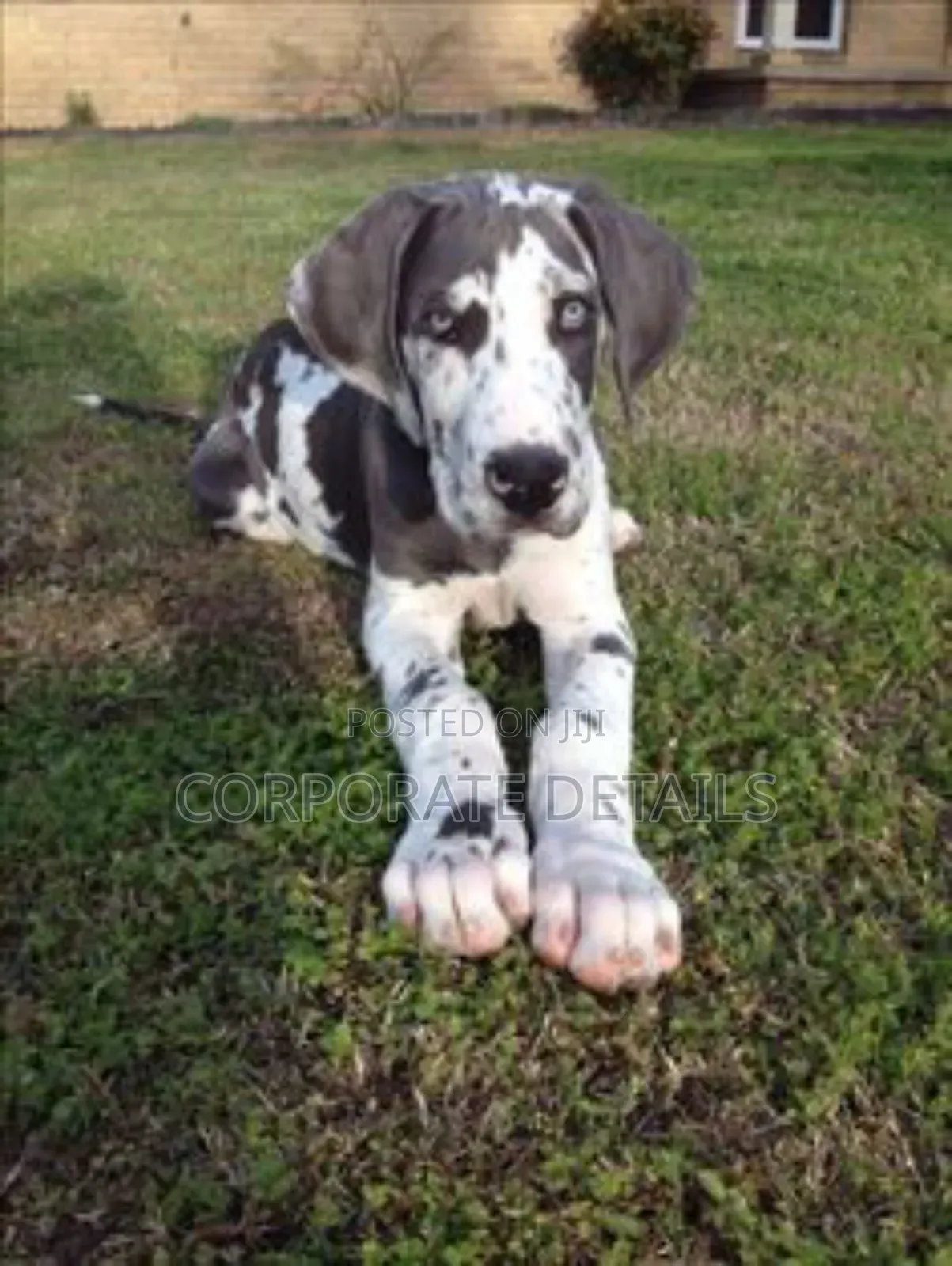 1-3 months Male Purebred Great Dane