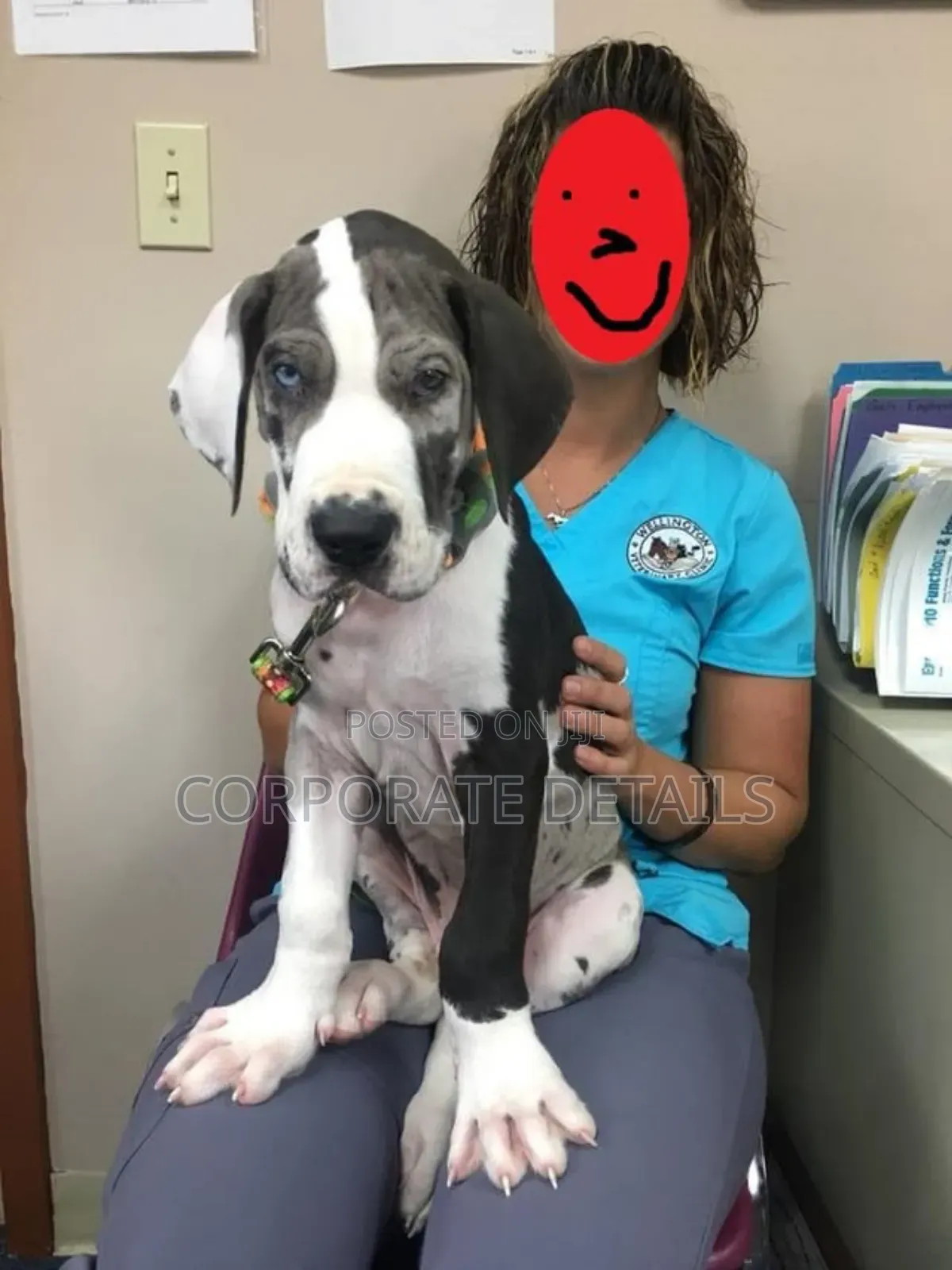 1-3 months Male Purebred Great Dane