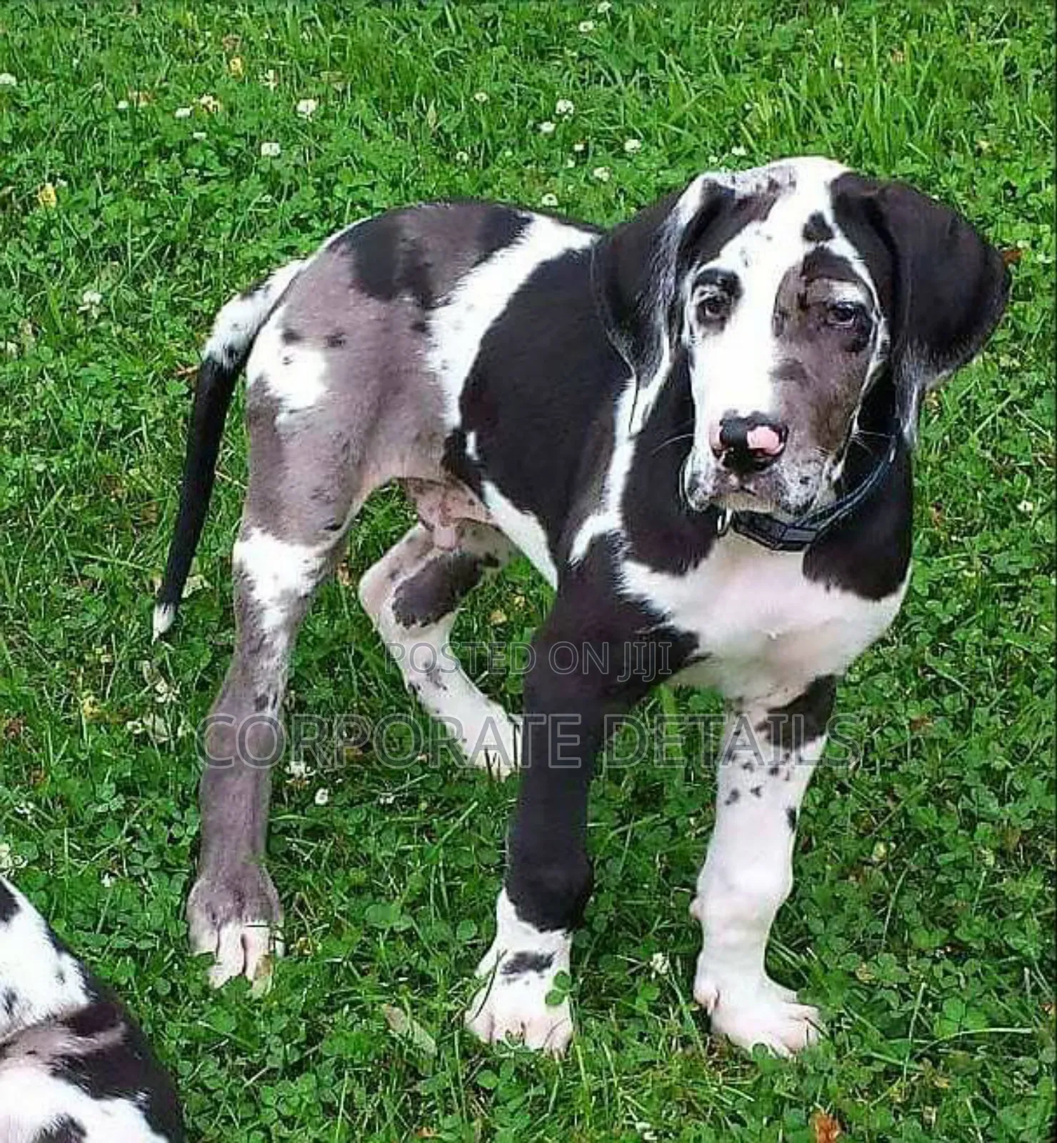 1-3 months Male Purebred Great Dane