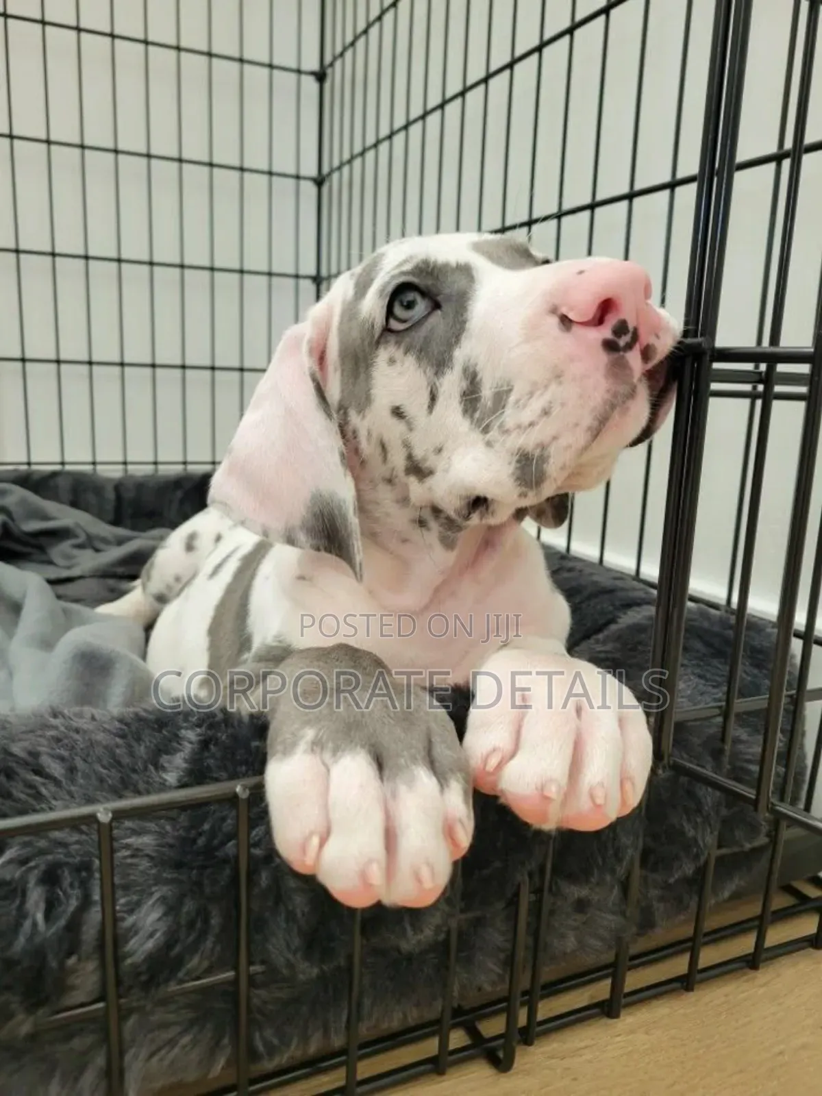 1-3 months Male Purebred Great Dane