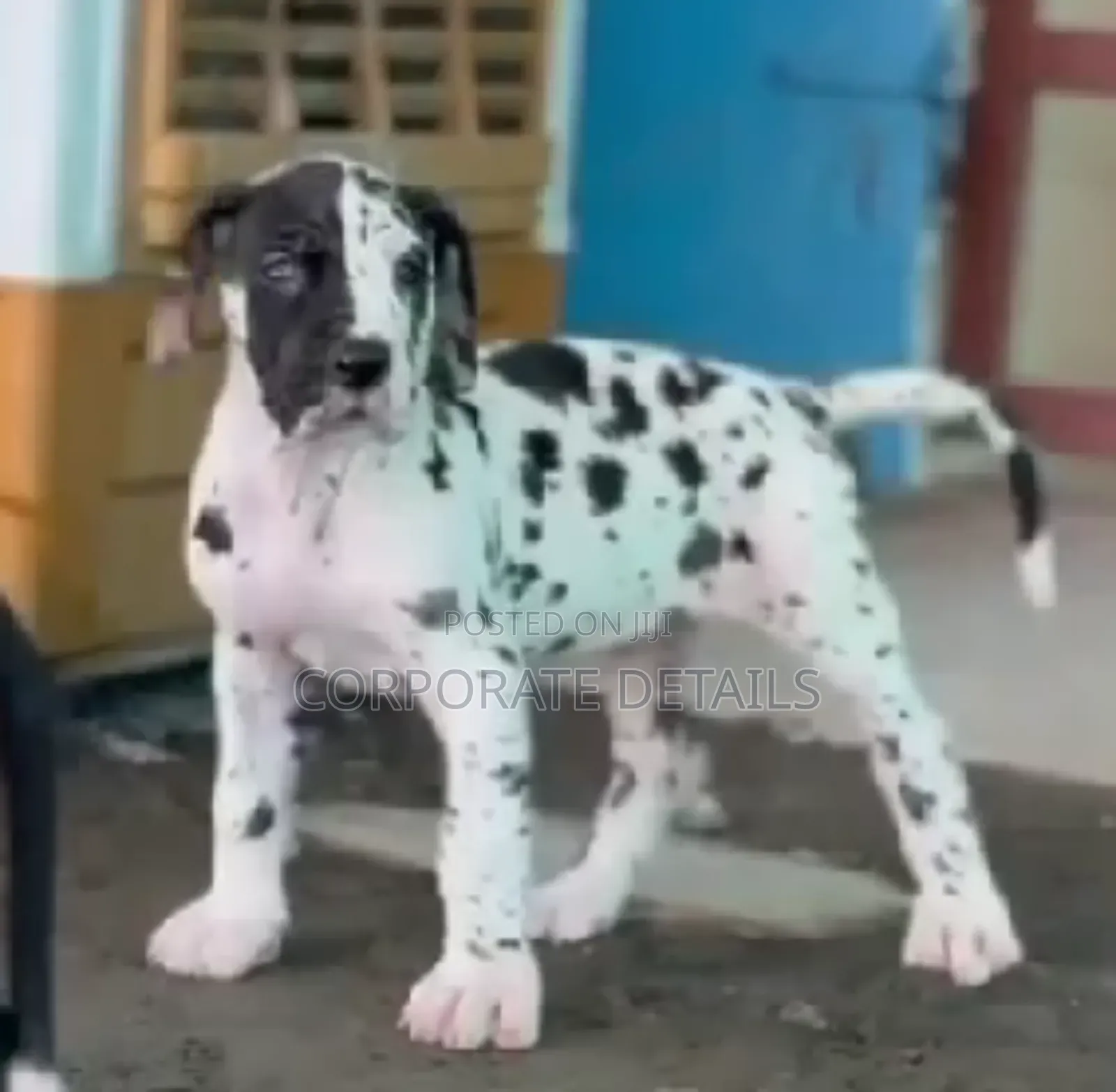 1-3 months Male Purebred Great Dane