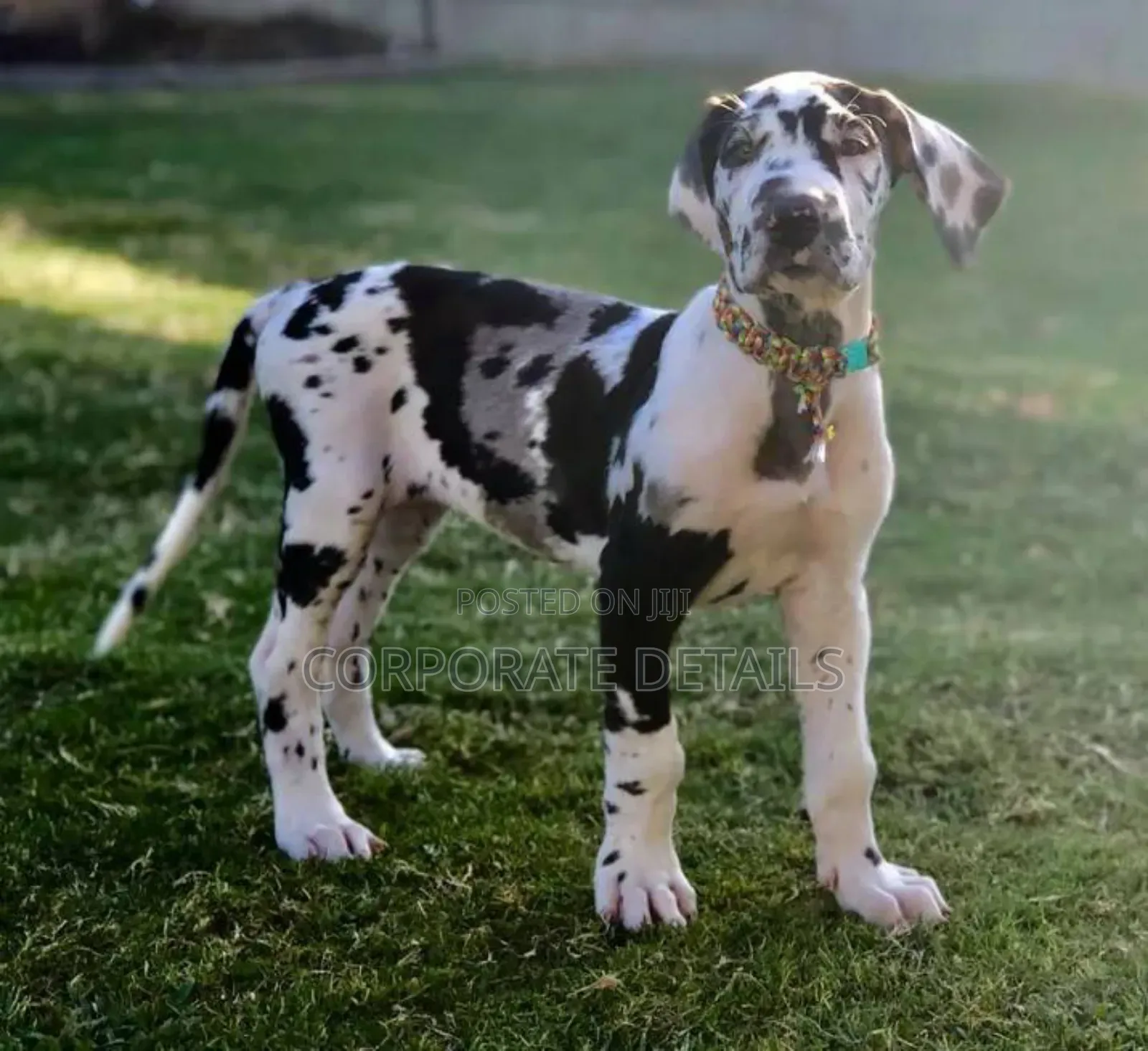 1-3 months Male Purebred Great Dane