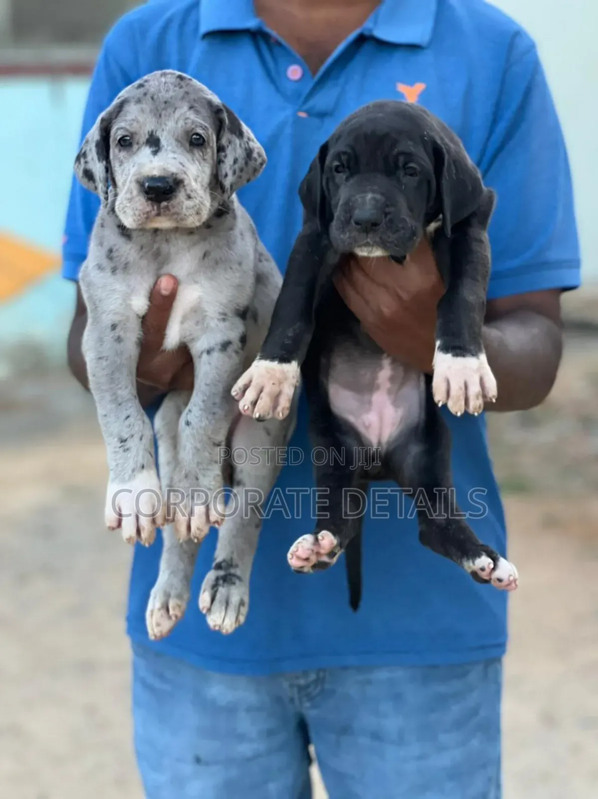1-3 months Male Purebred Great Dane