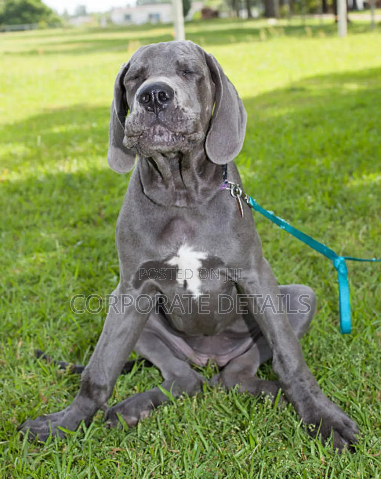 1-3 months Male Purebred Great Dane