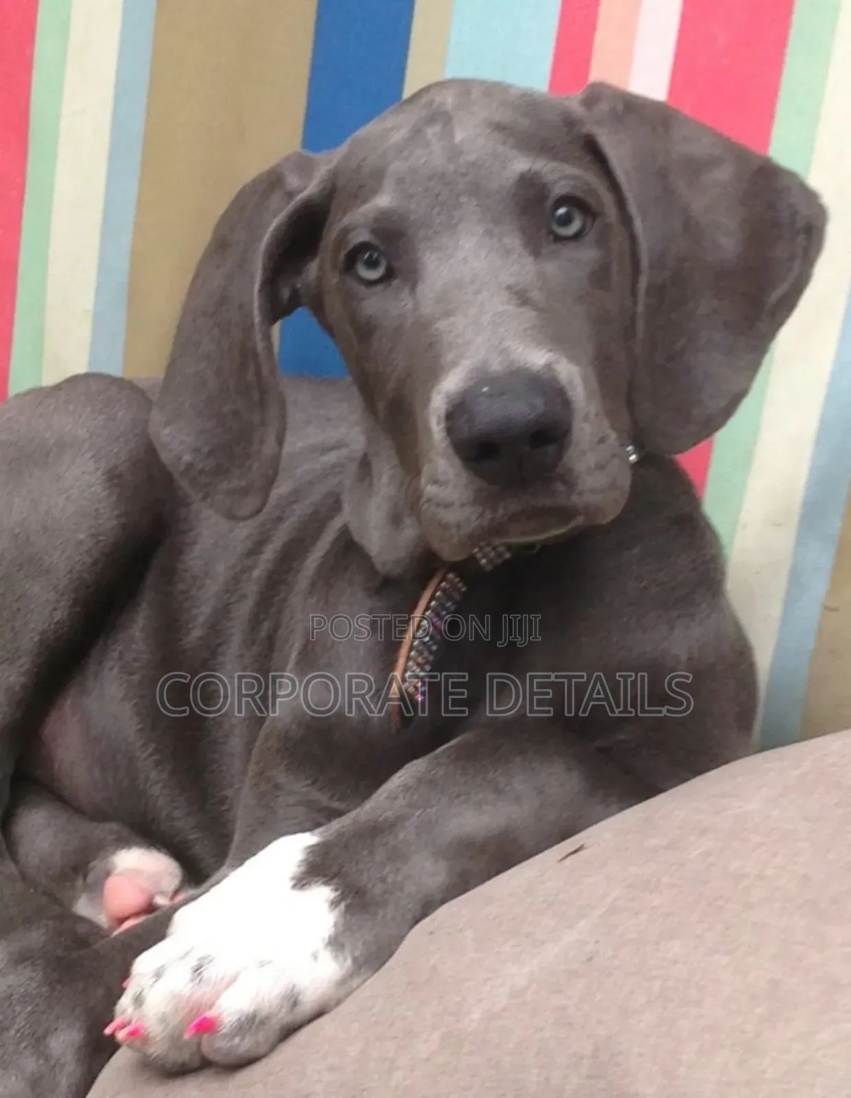 1-3 months Male Purebred Great Dane