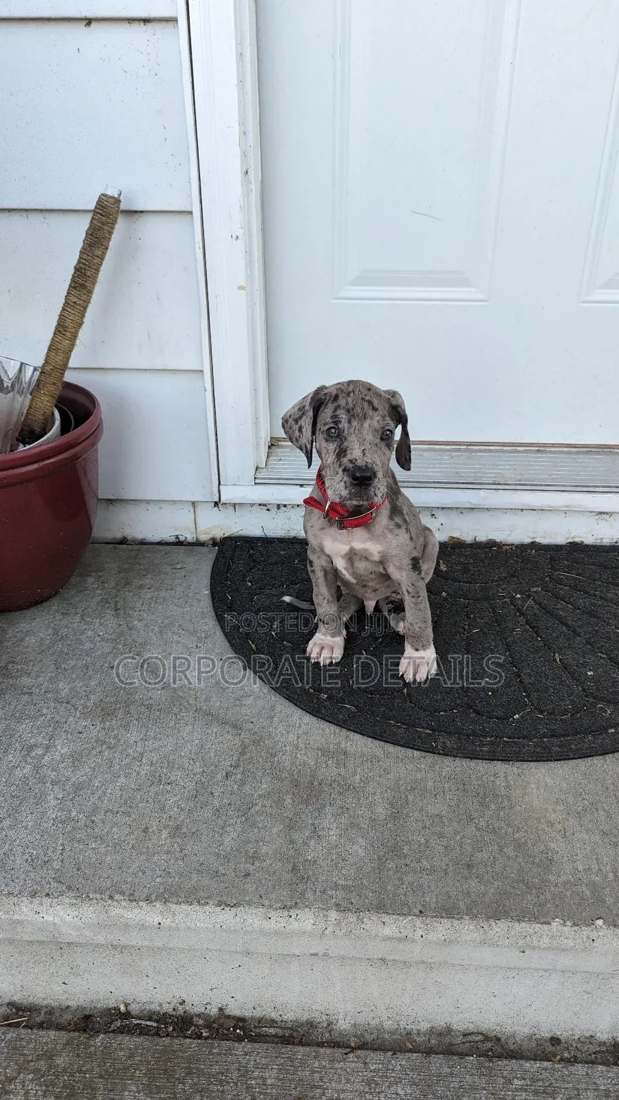 1-3 months Male Purebred Great Dane