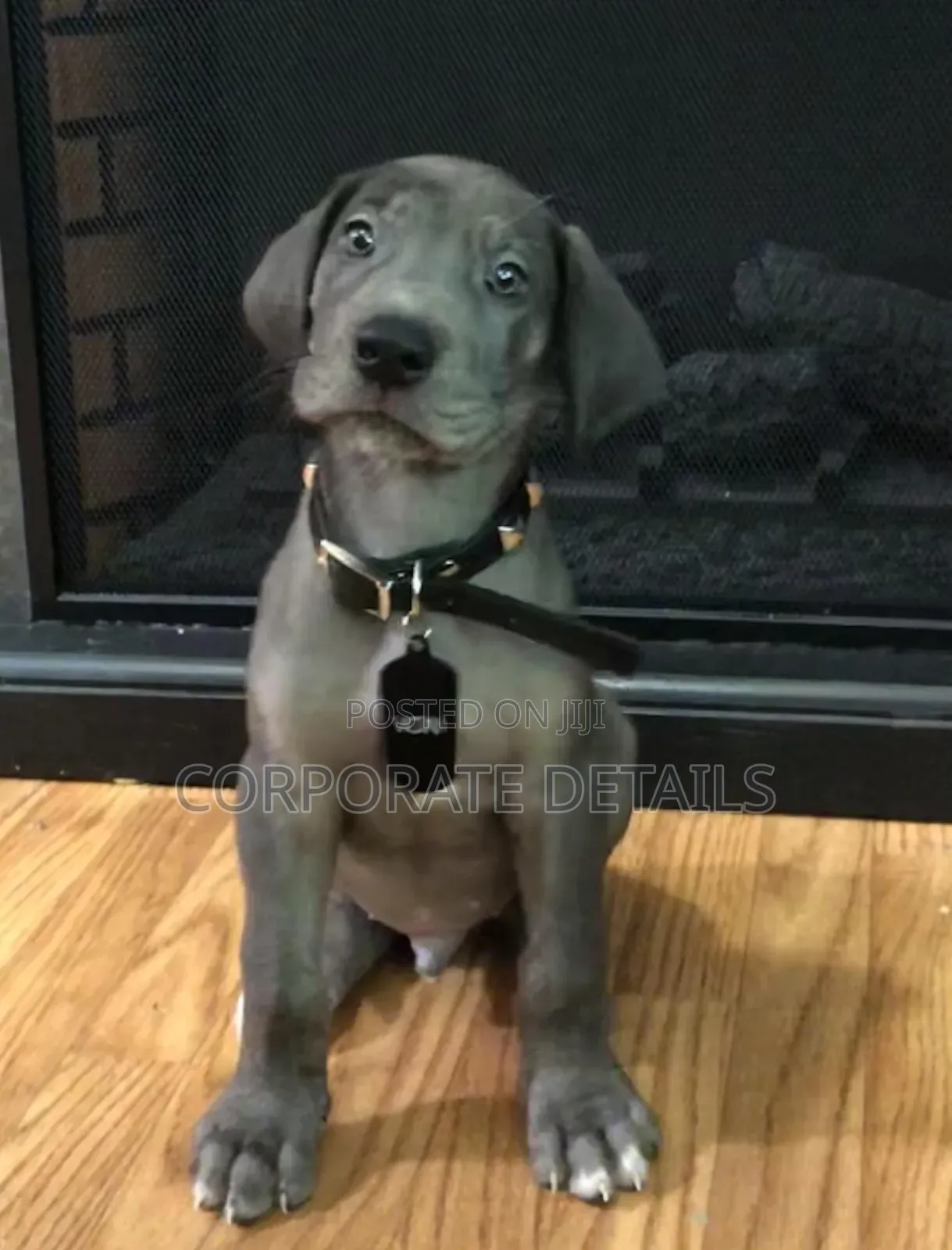 1-3 months Male Purebred Great Dane