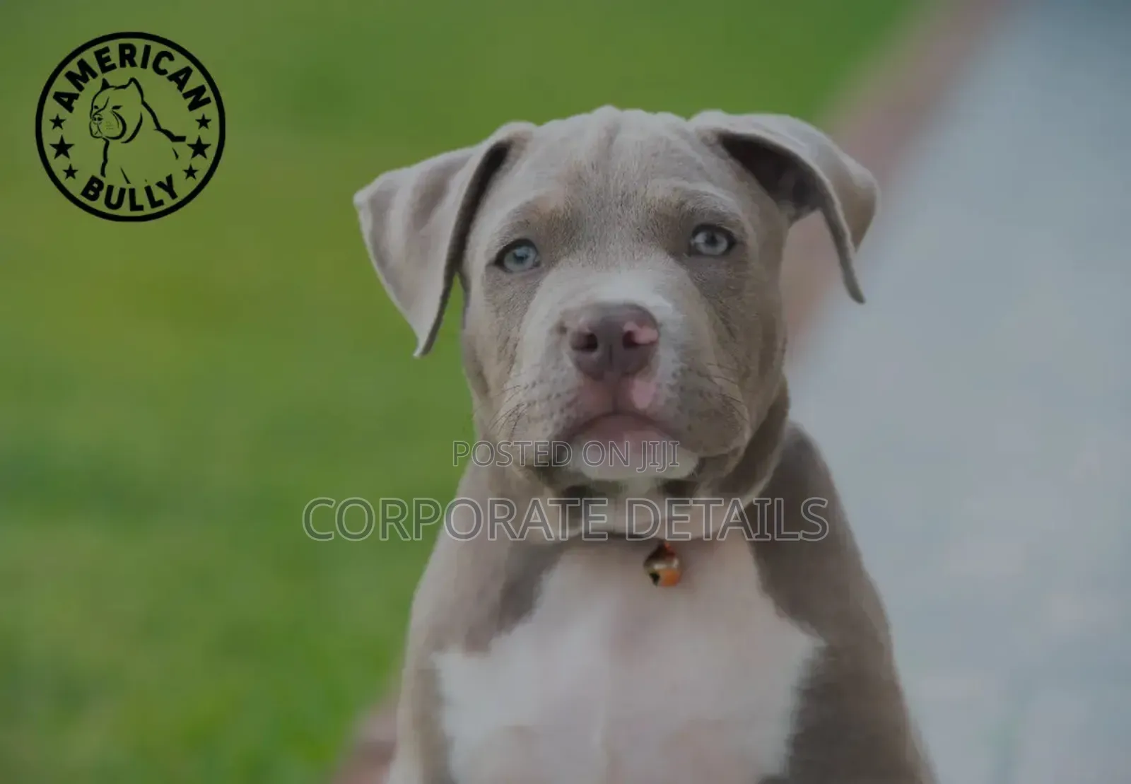 1-3 months Male Purebred American Pit Bull Terrier