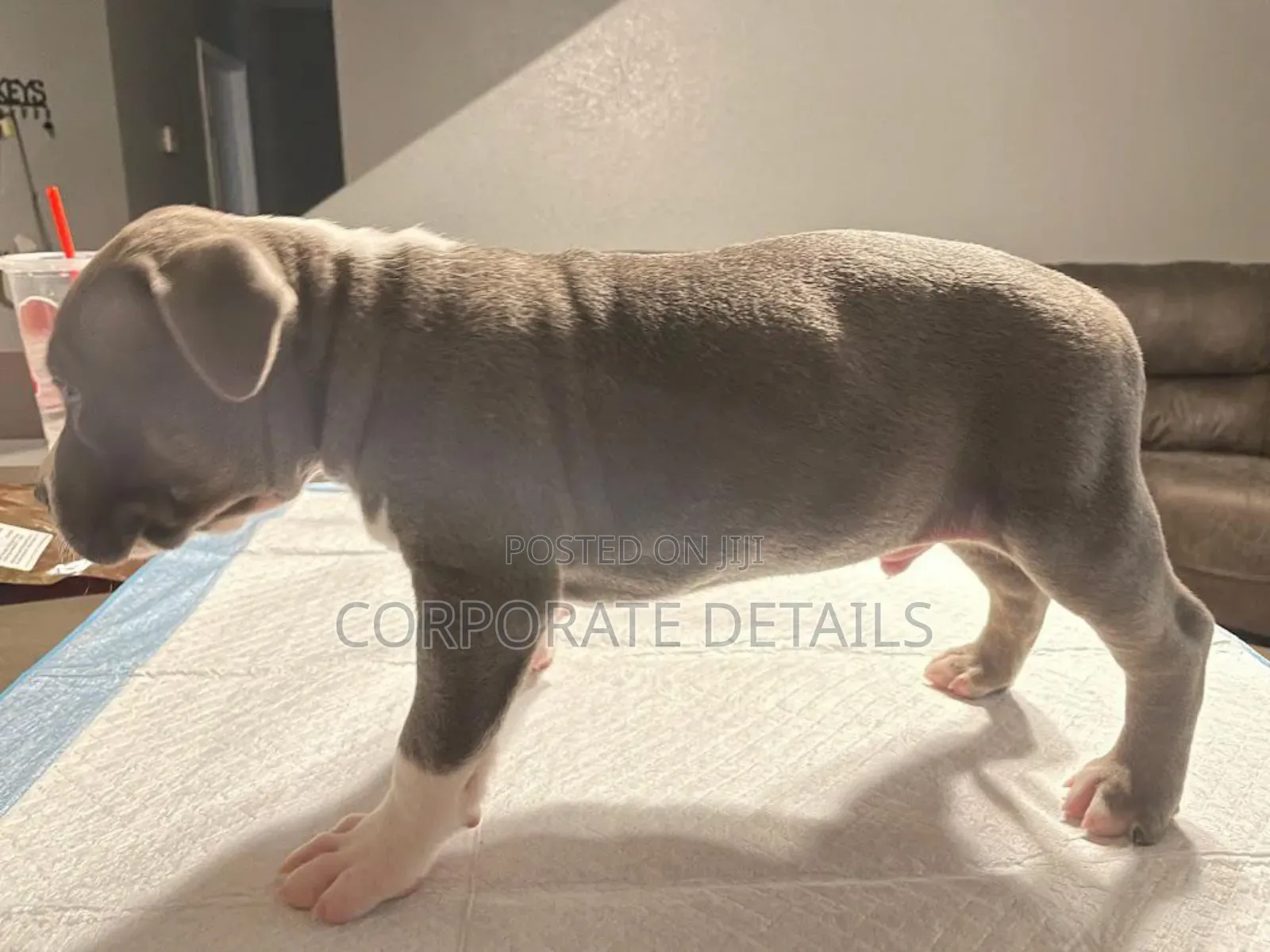 1-3 months Male Purebred American Pit Bull Terrier