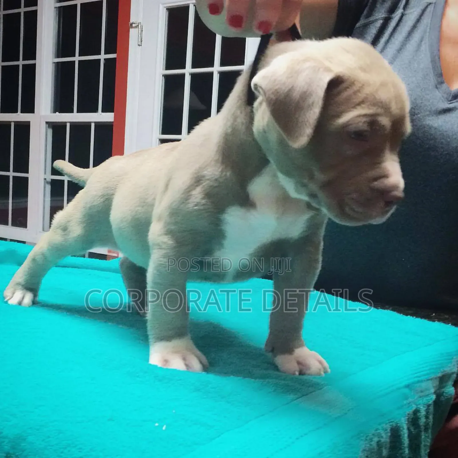 1-3 months Male Purebred American Pit Bull Terrier